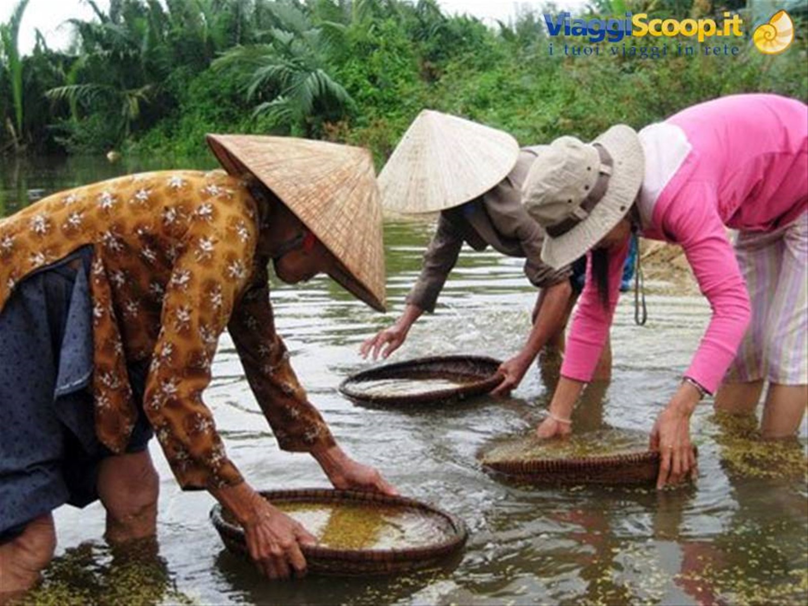 mondine vietnamite