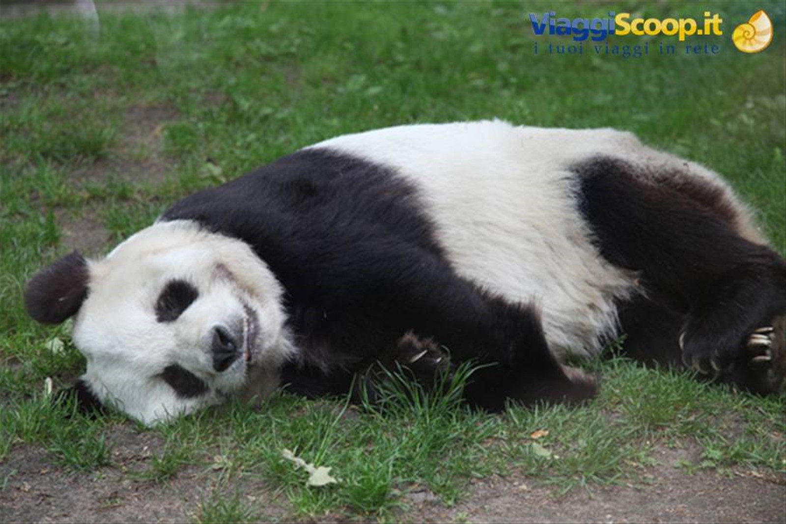 Zoo