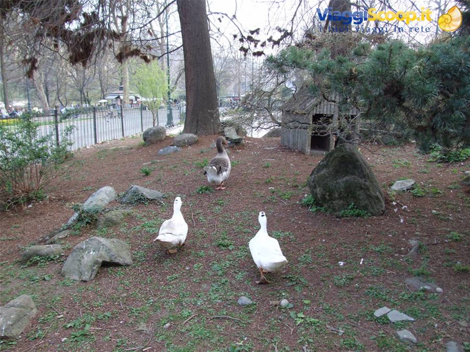 Parco del Valentino - Oche