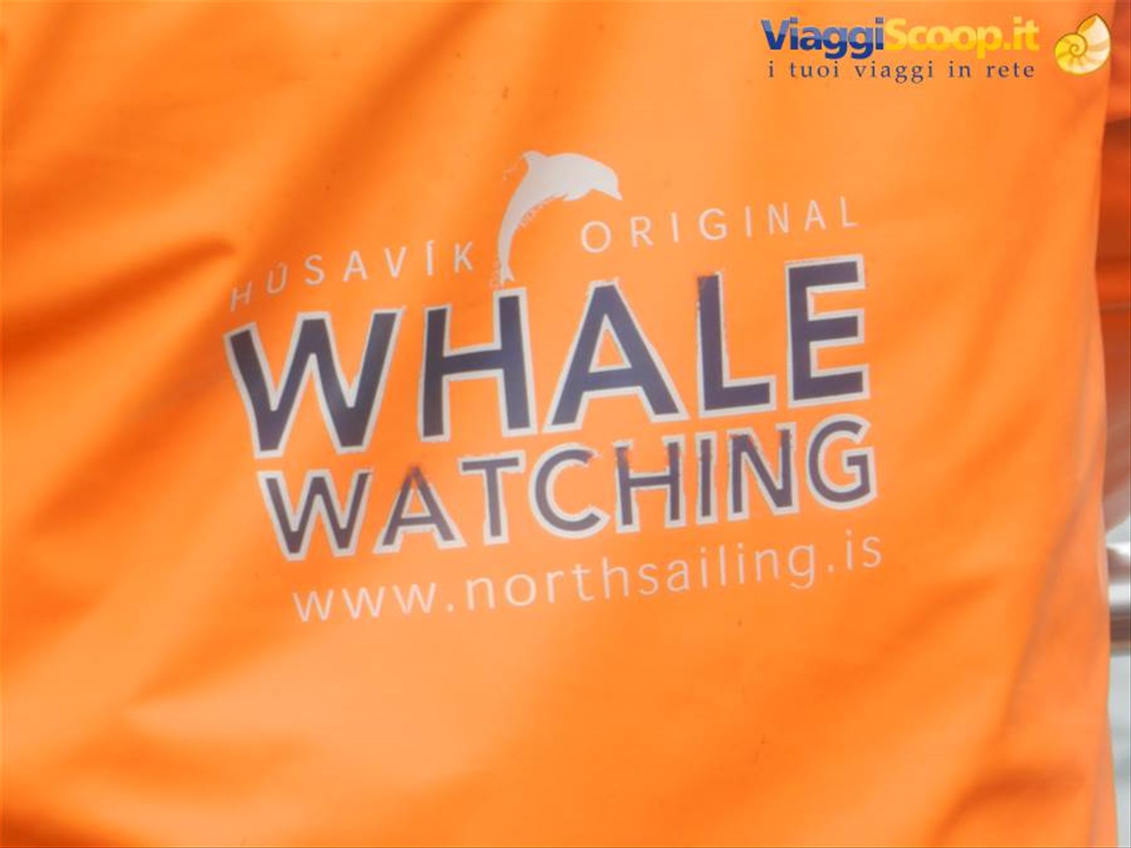 whale watching (Hisavik)