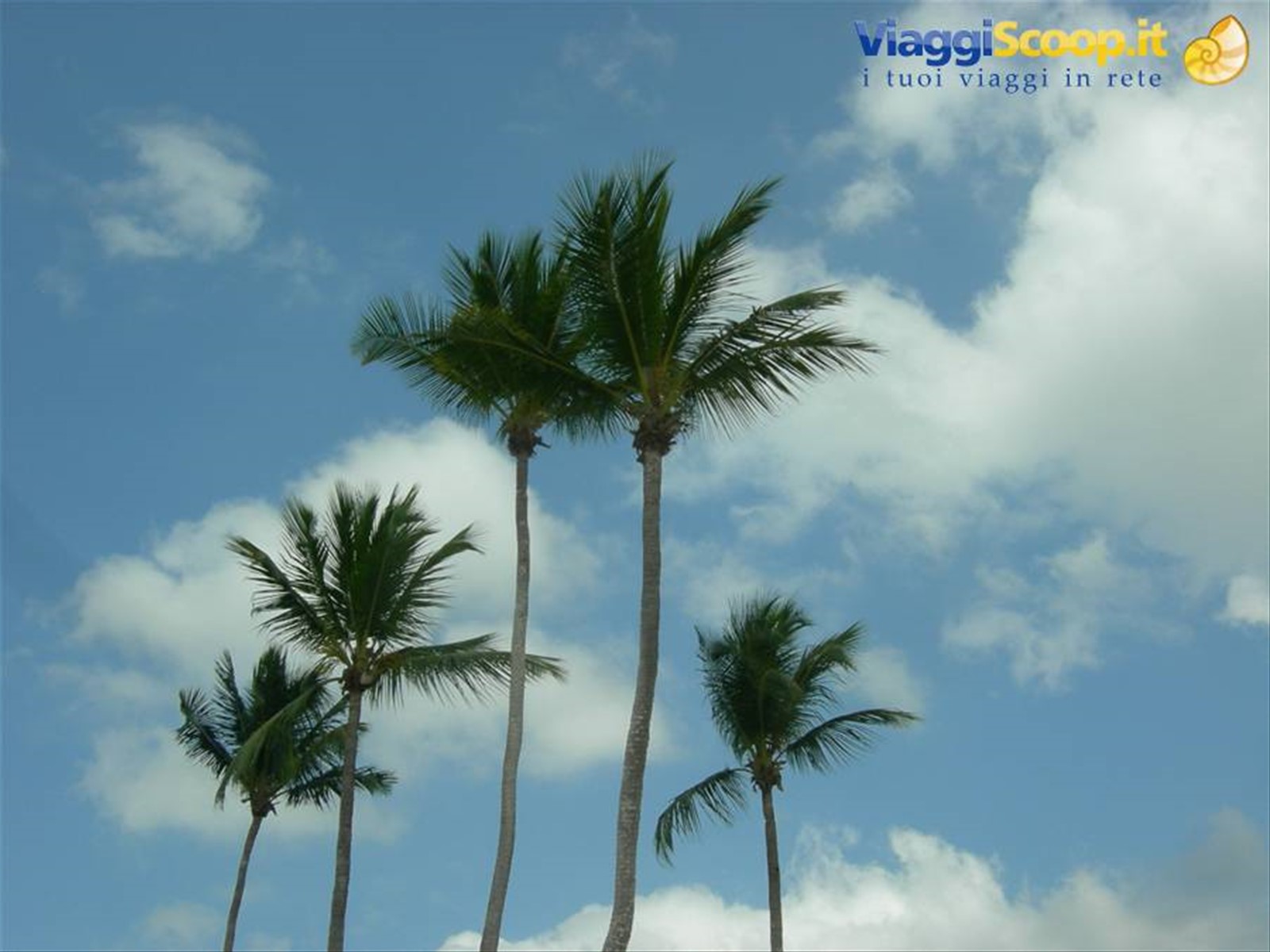 Bayahibe, le palme