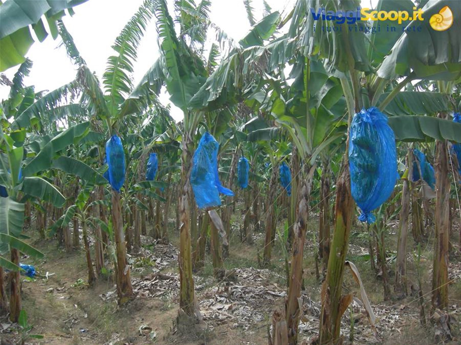 piantagione di banane