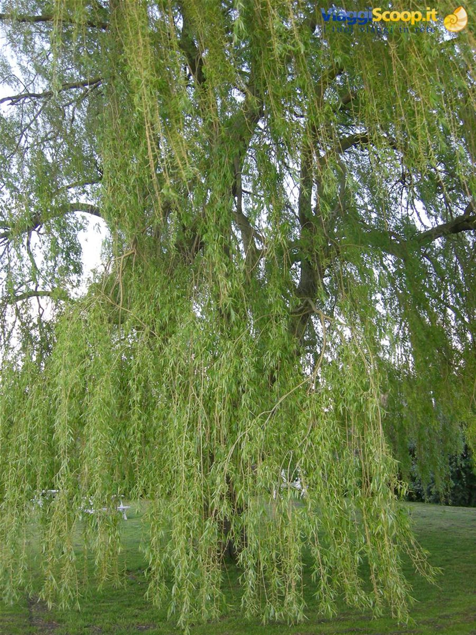 the willow tree, bourn