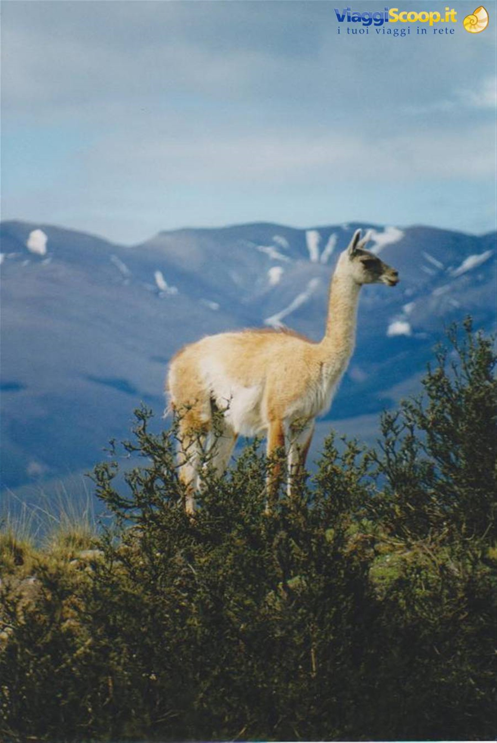 Guanaco
