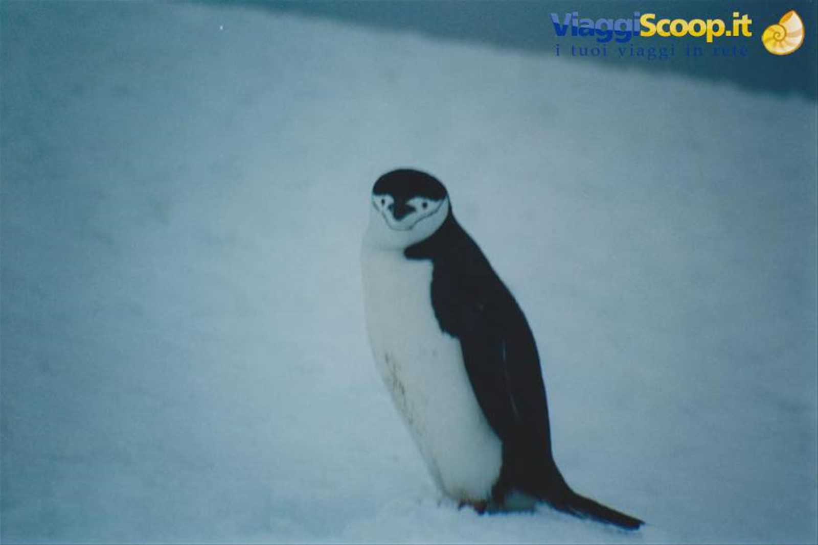 Foto di viaggio in ANTARTICA