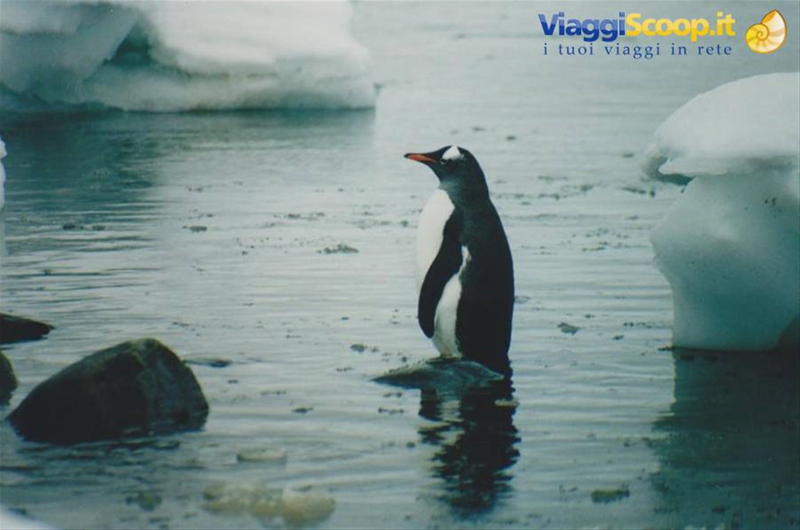 Foto di viaggio in ANTARTICA