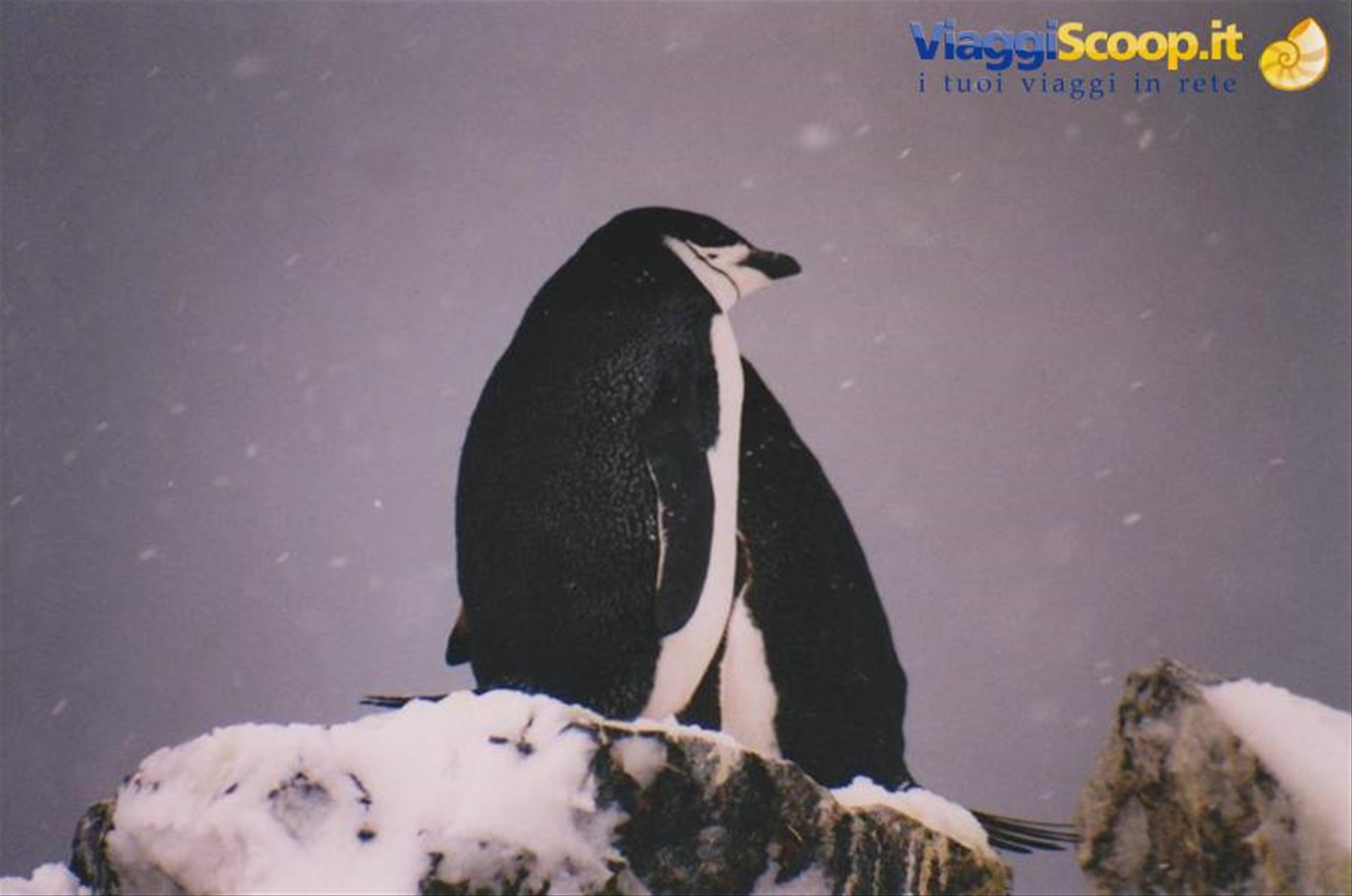 Foto di viaggio in ANTARTICA