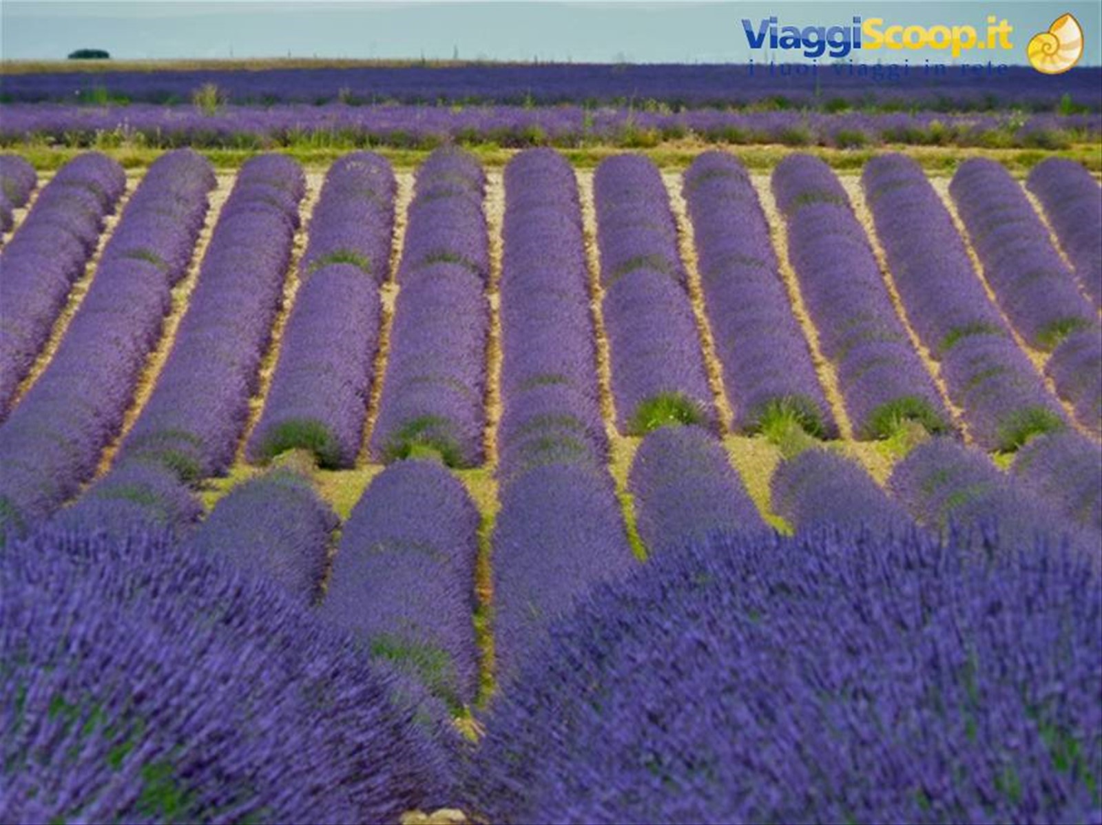 Campi di lavanda a Valensole