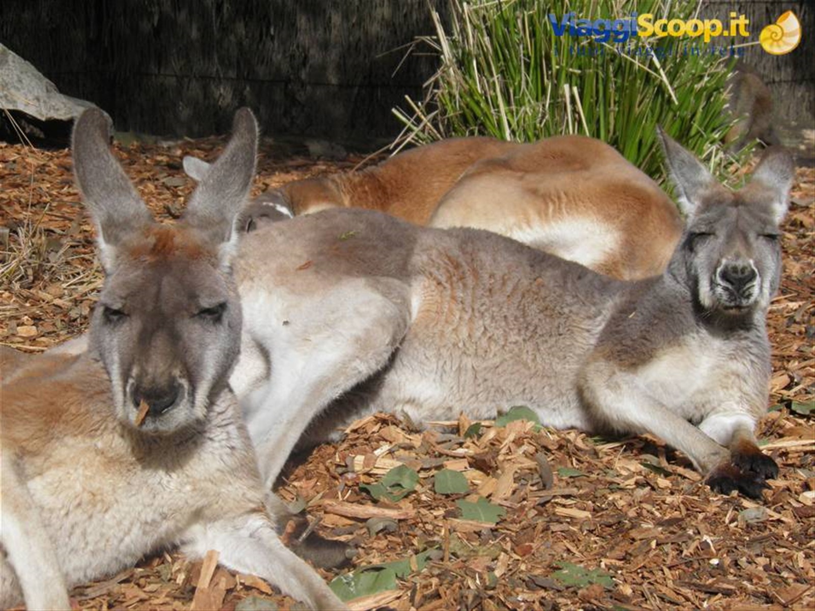 Foto di viaggio in AUSTRALIA