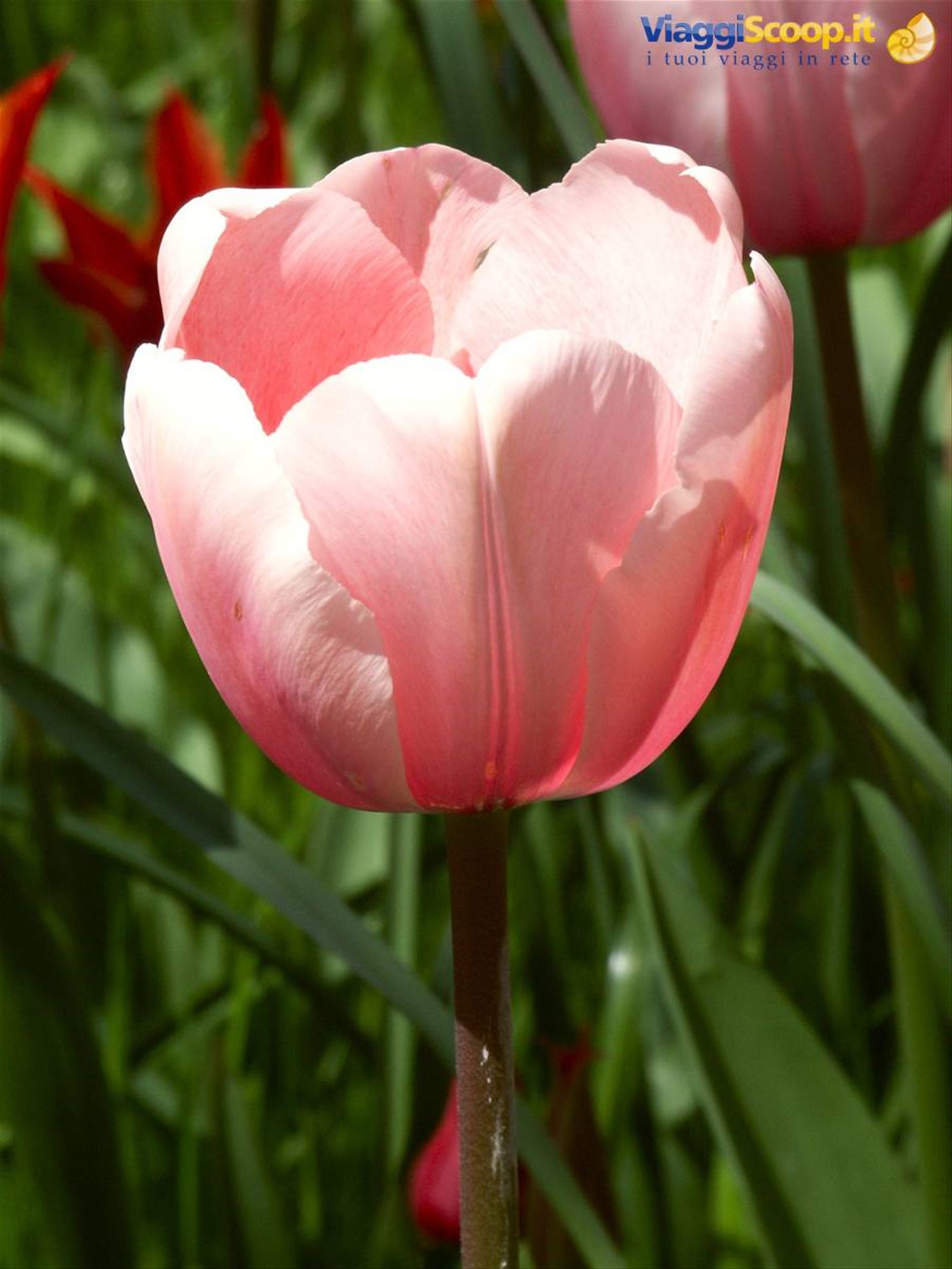Mainau