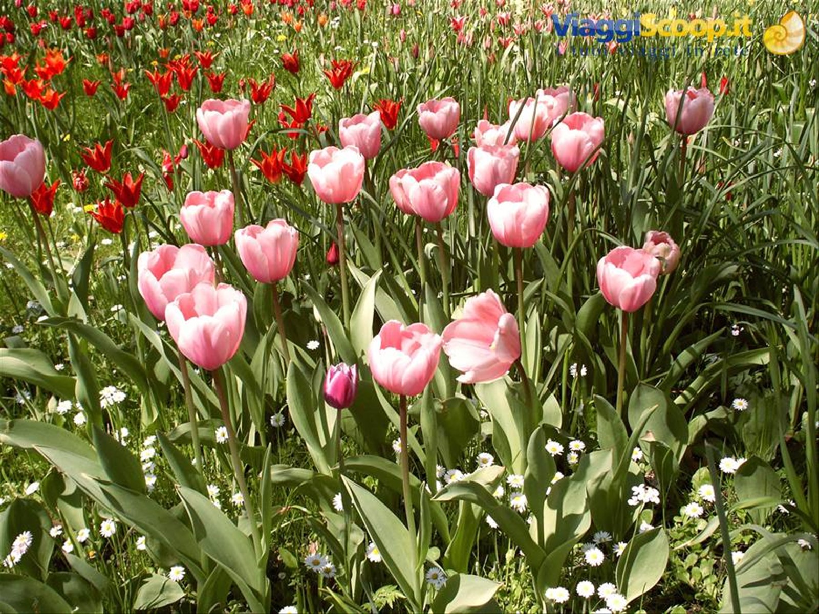 Mainau