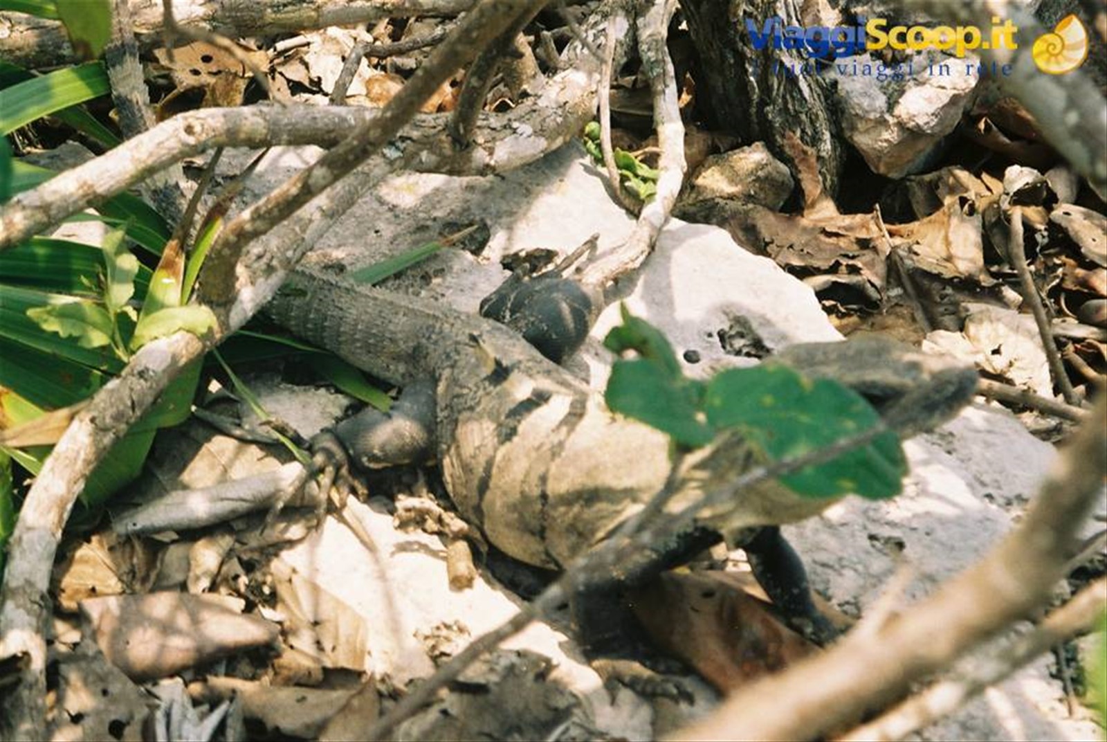 Iguana