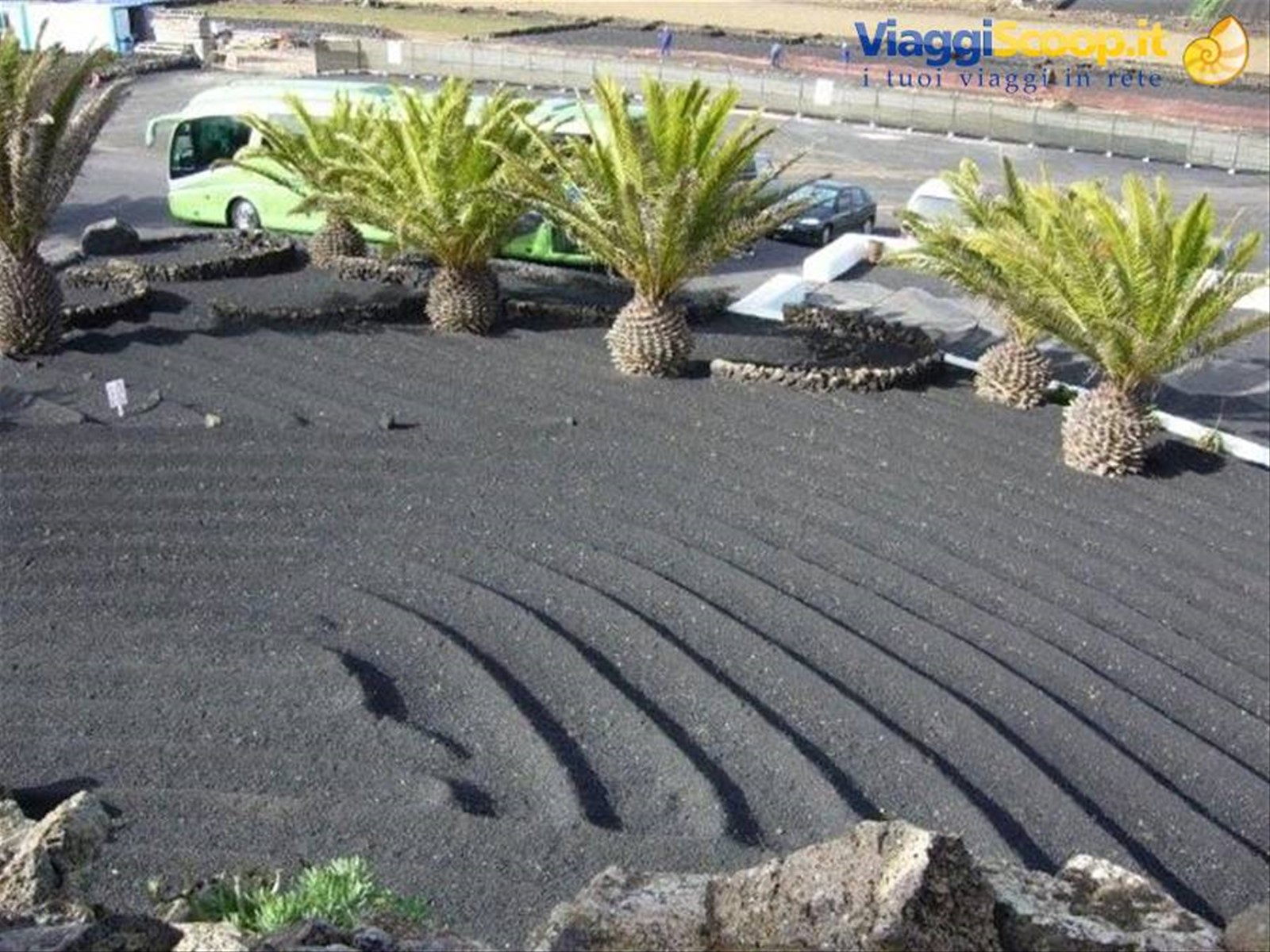 Piante nel terrono vulcanico
