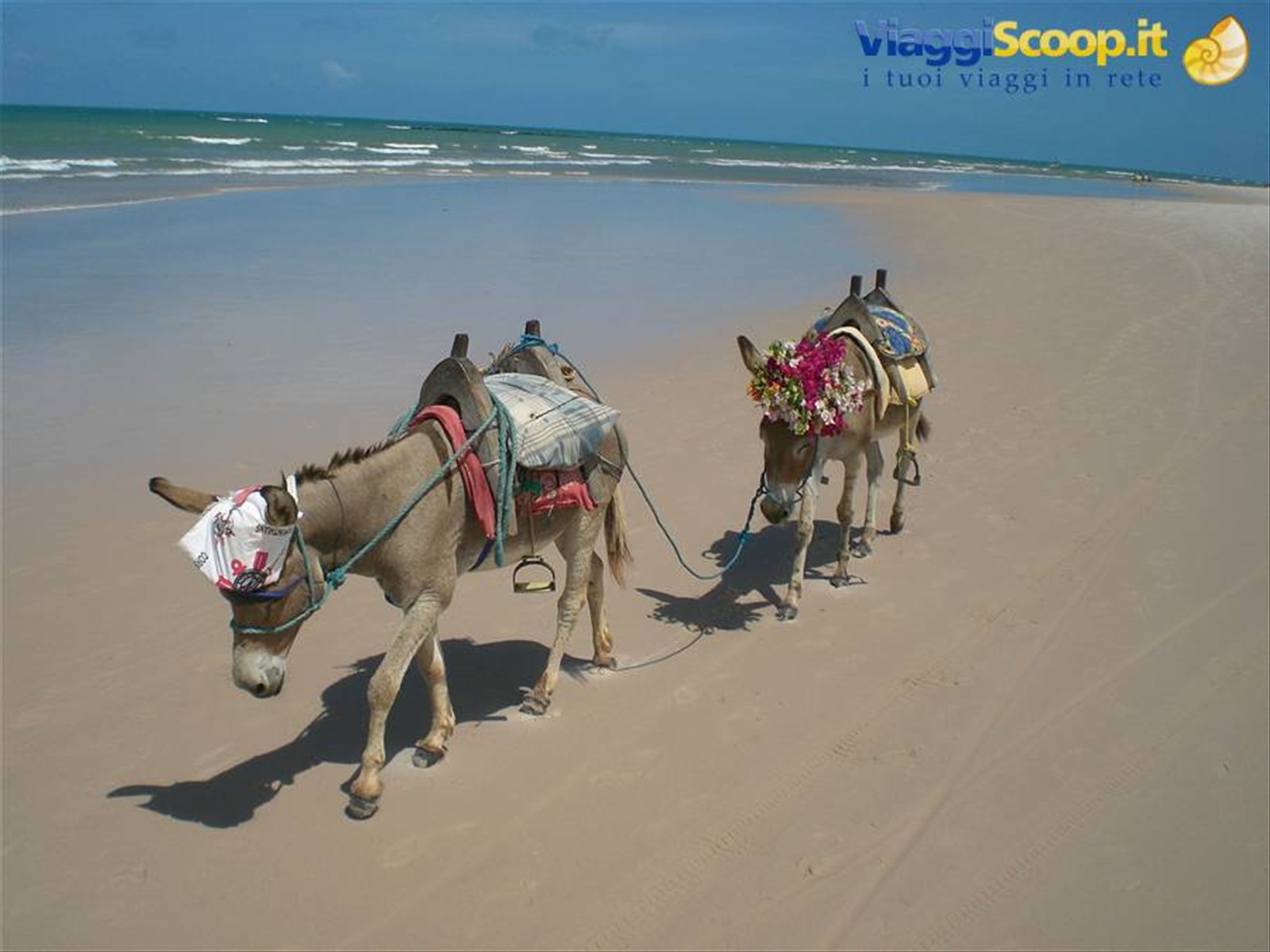 asinelli in spiaggia