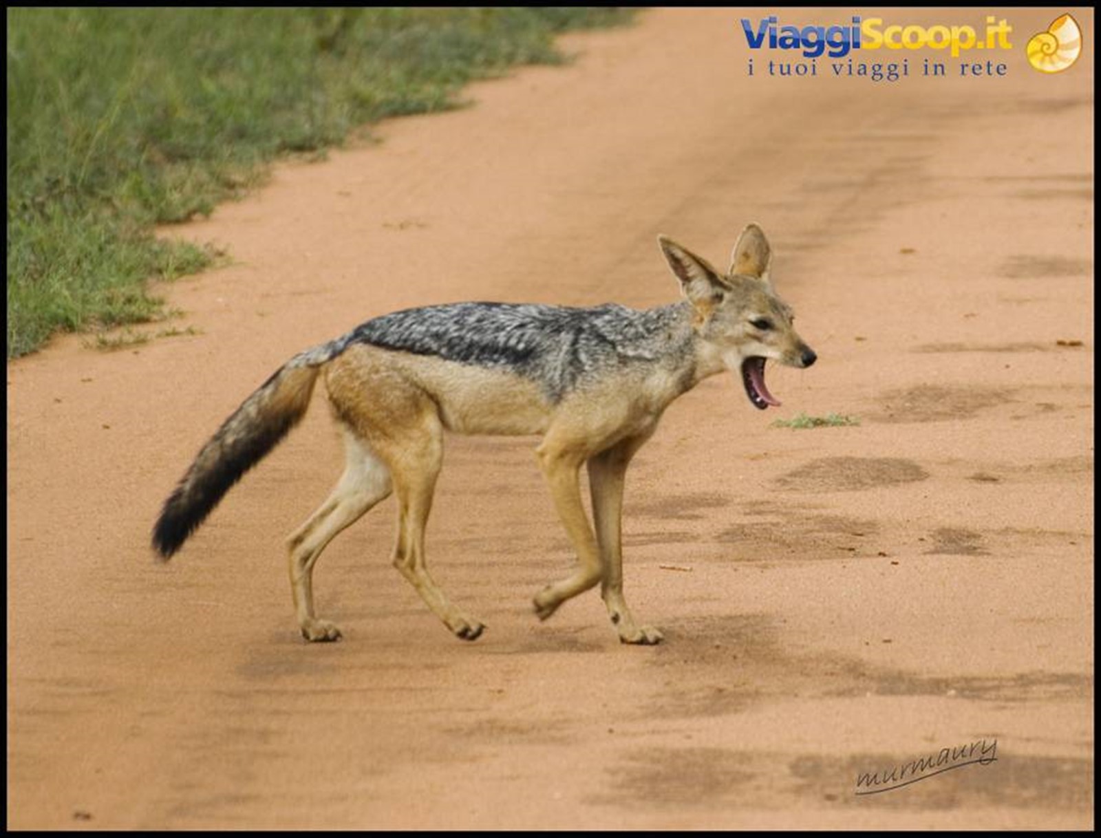 Tsavo Est - jackal