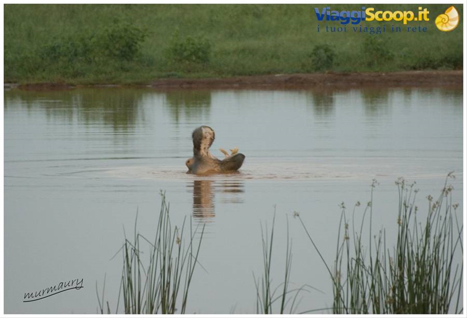 Tsavo Est - hippo