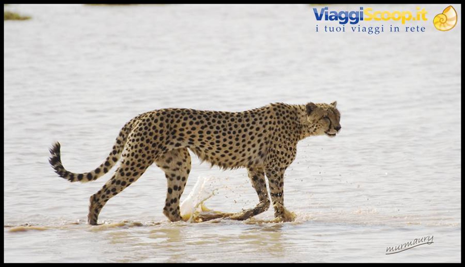 Amboseli - cheetah