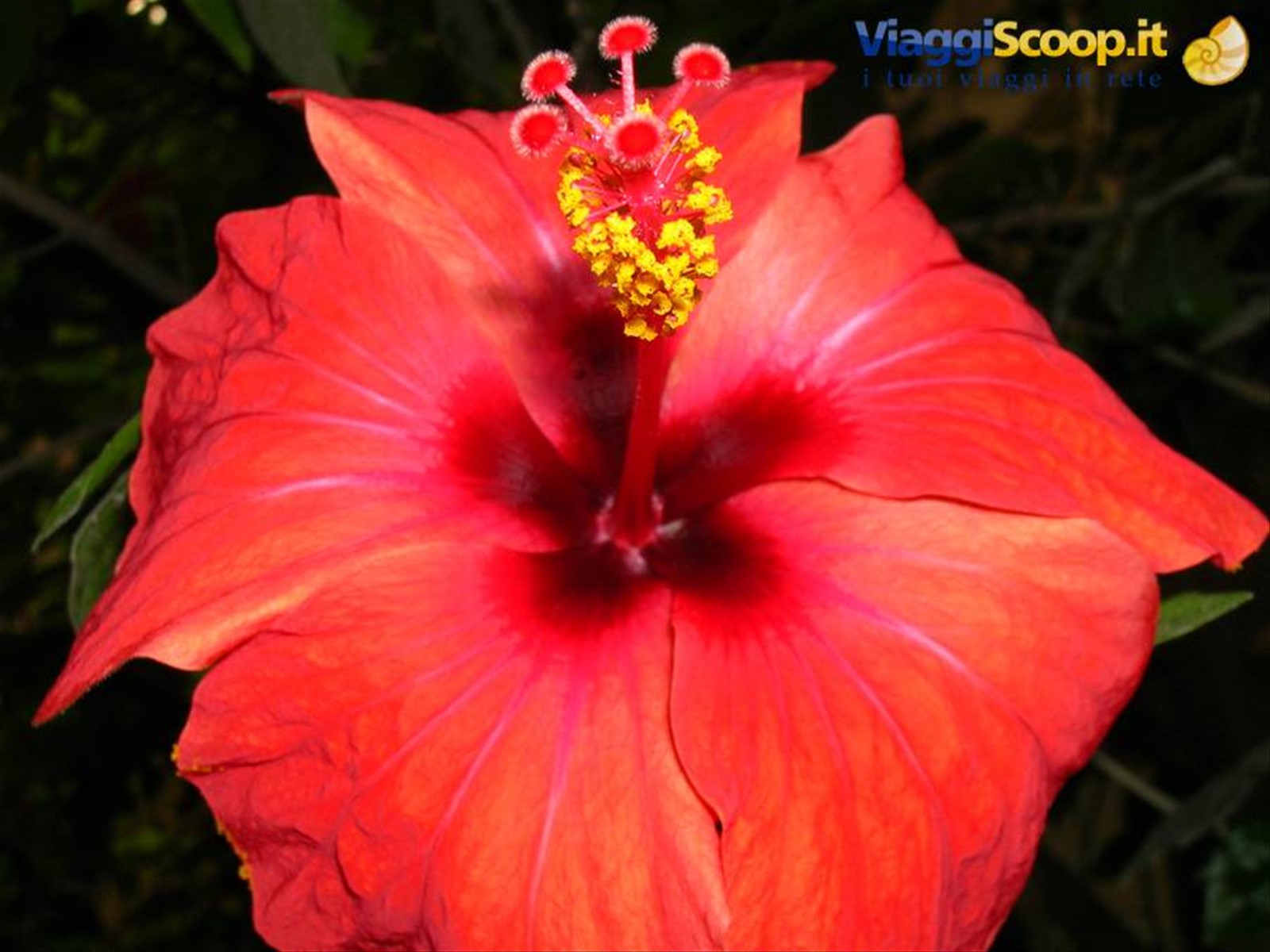 flora