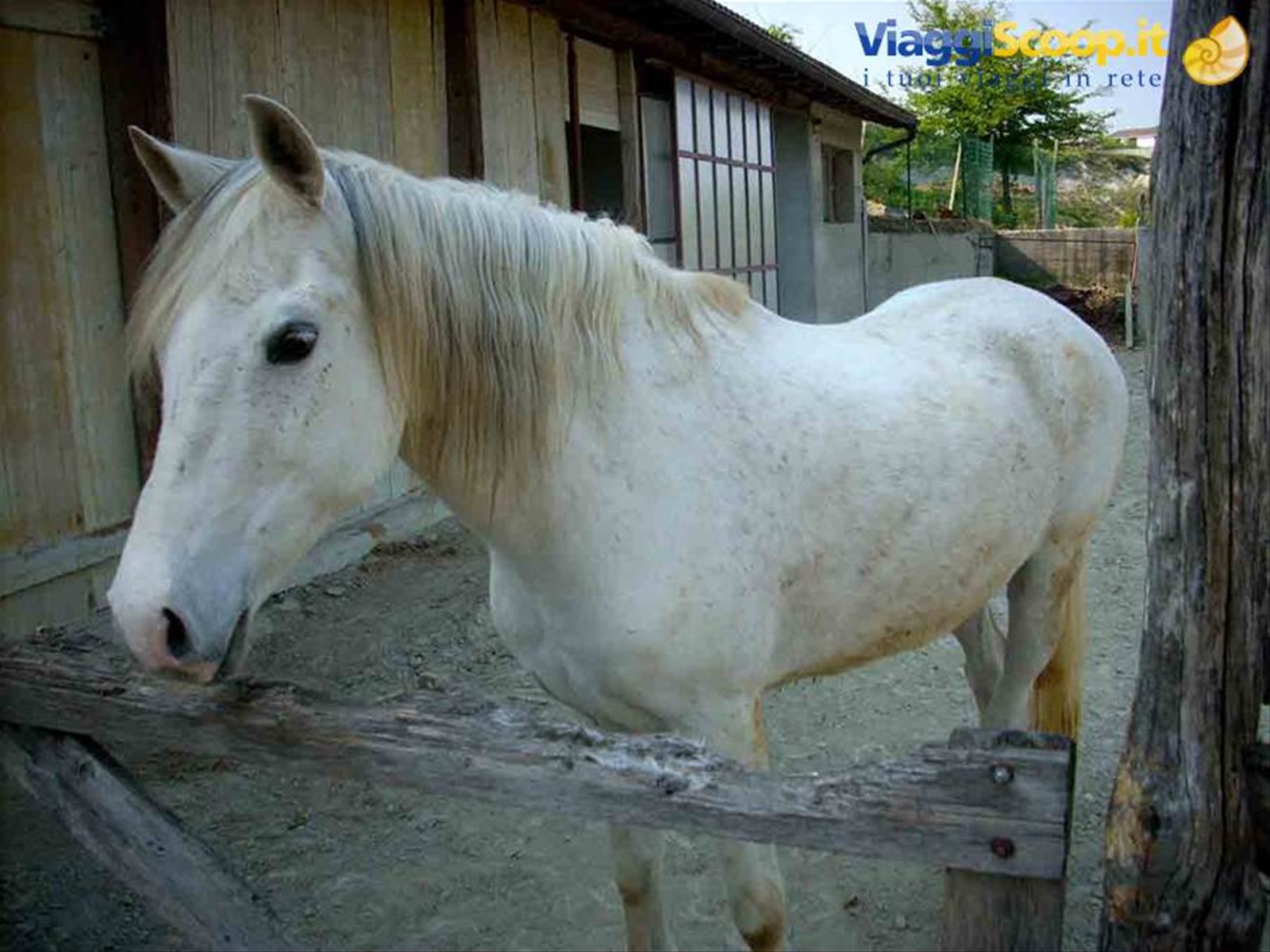 Un bel cavallo presso l'Agriturismo Ristorante Al Ghiottone