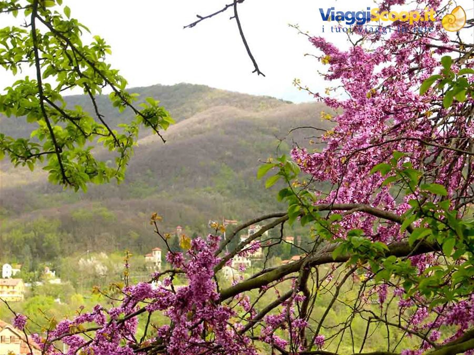 Il paesaggio primaverile di Savignone
