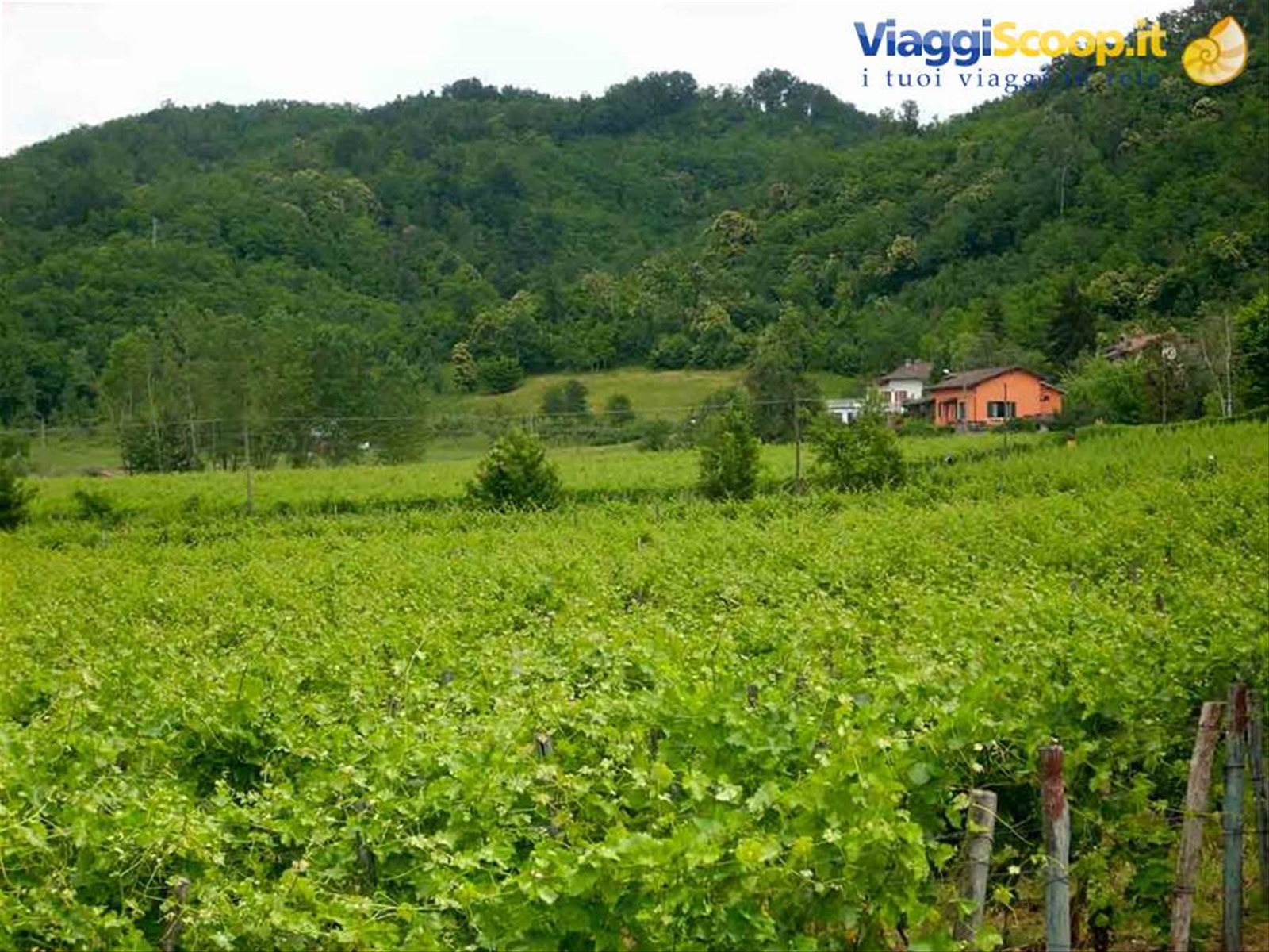 Vigneti di Gavi