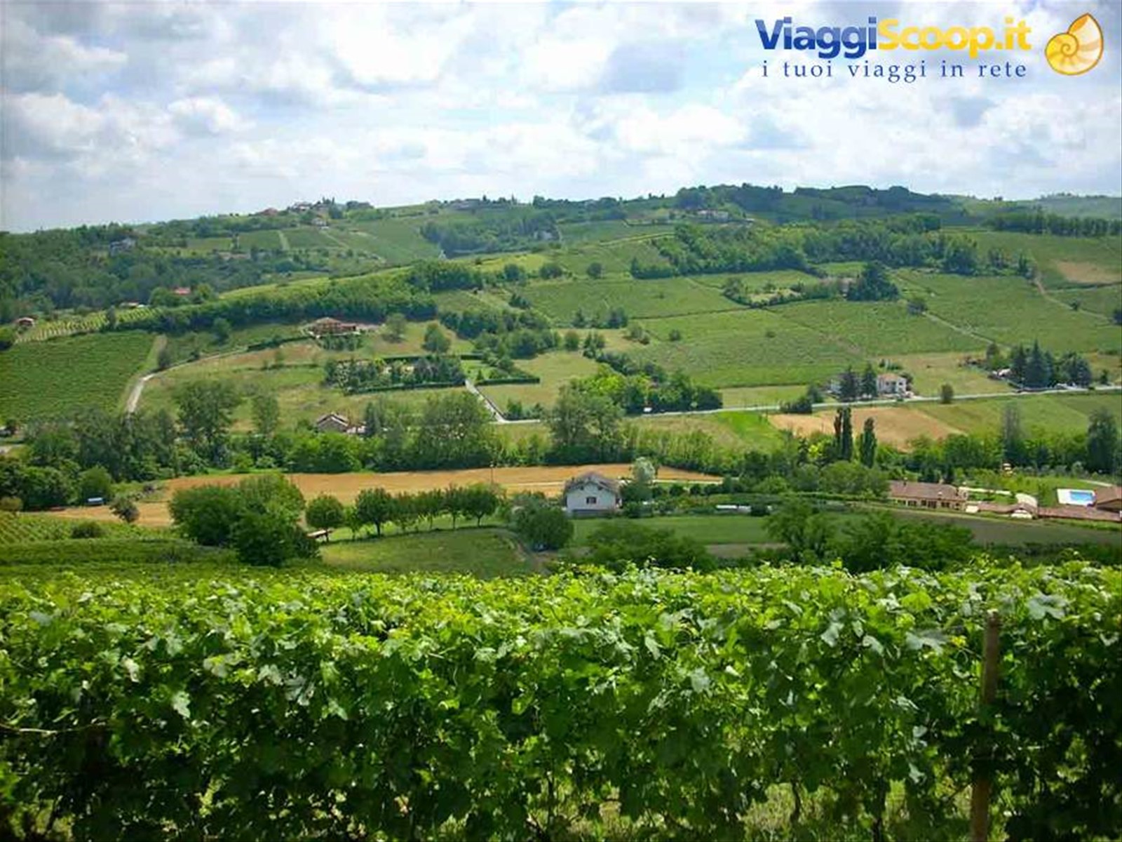 Vigneti a Nizza Monferrato