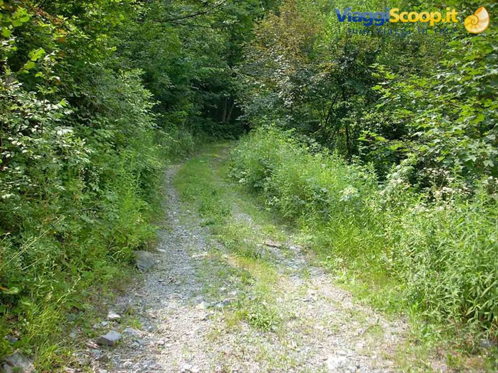 La strada boschiva che porta ai resti del Castello
