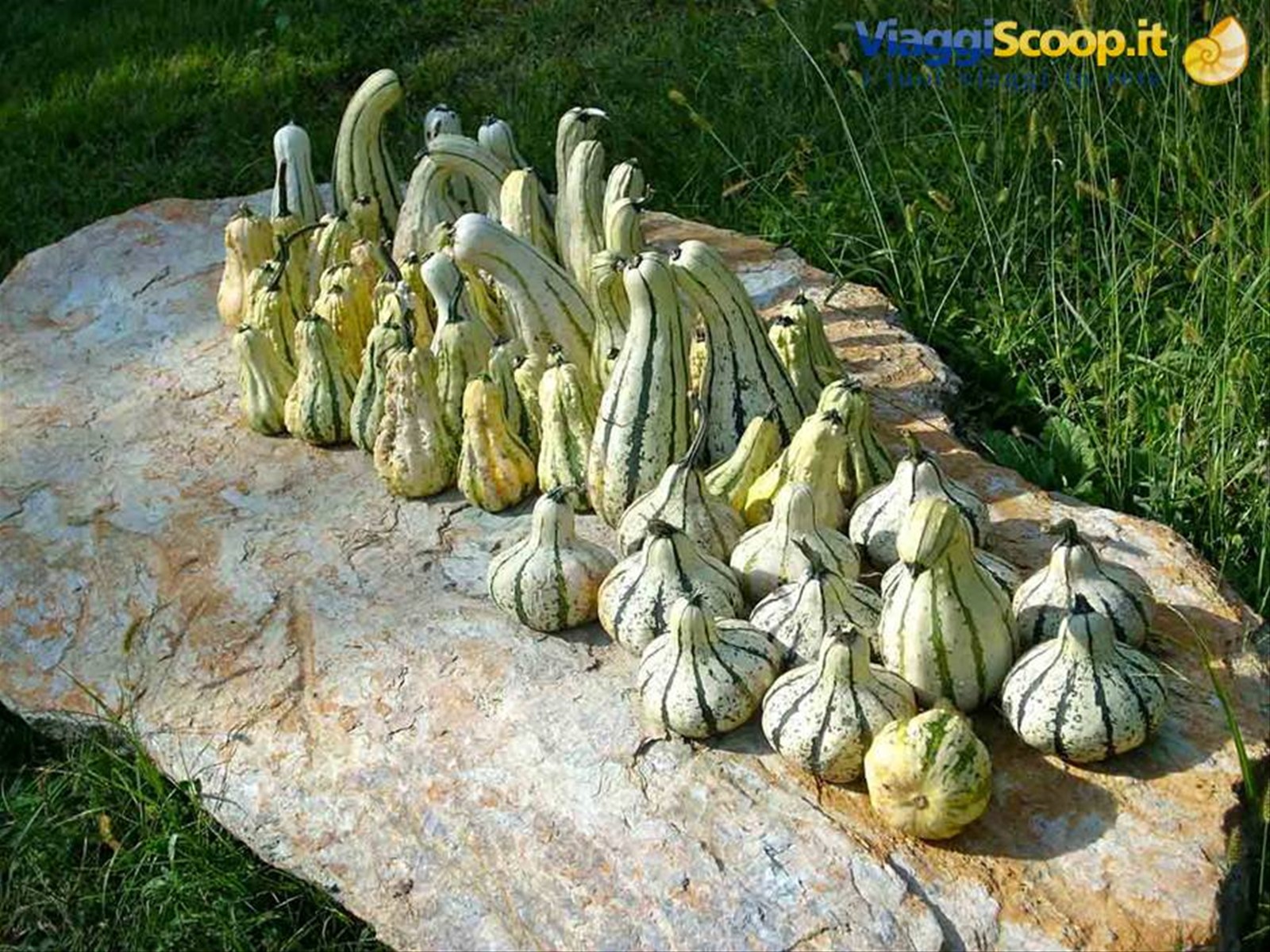 Cascina Molino Torrine: Zucche ornamentali