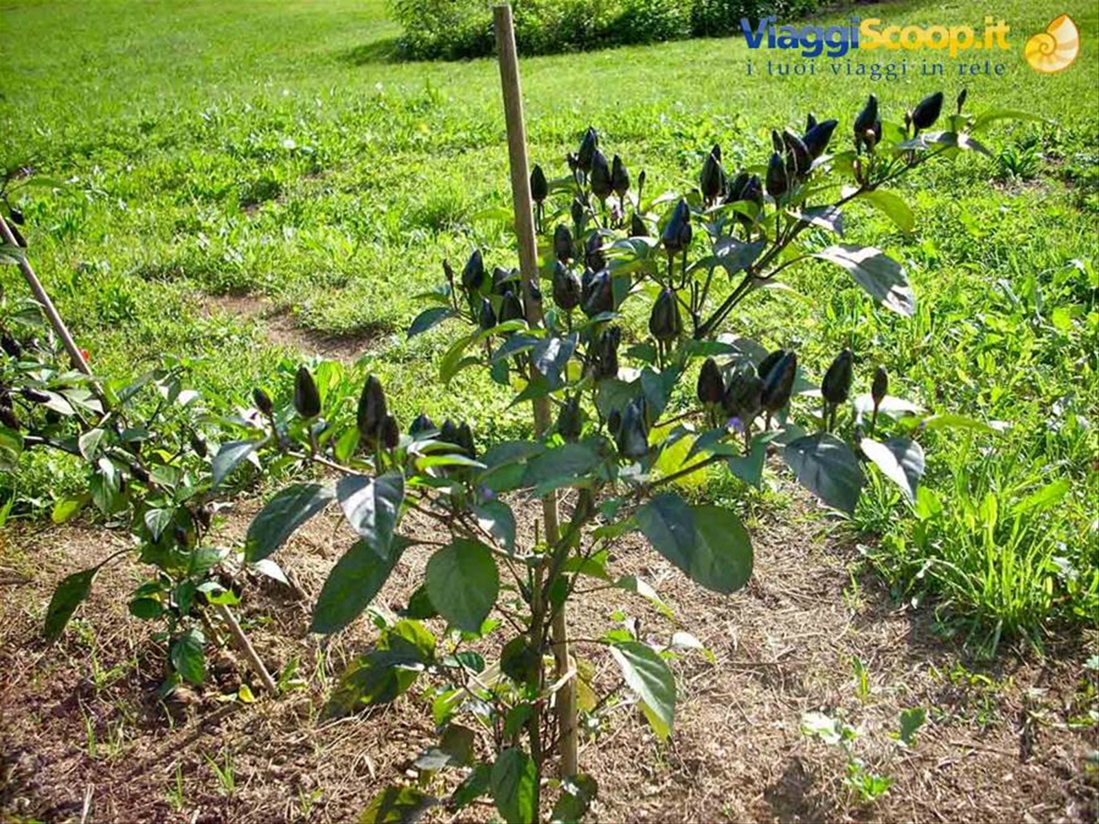 Cascina Molino Torrine: Numerose varietà di peperoncini