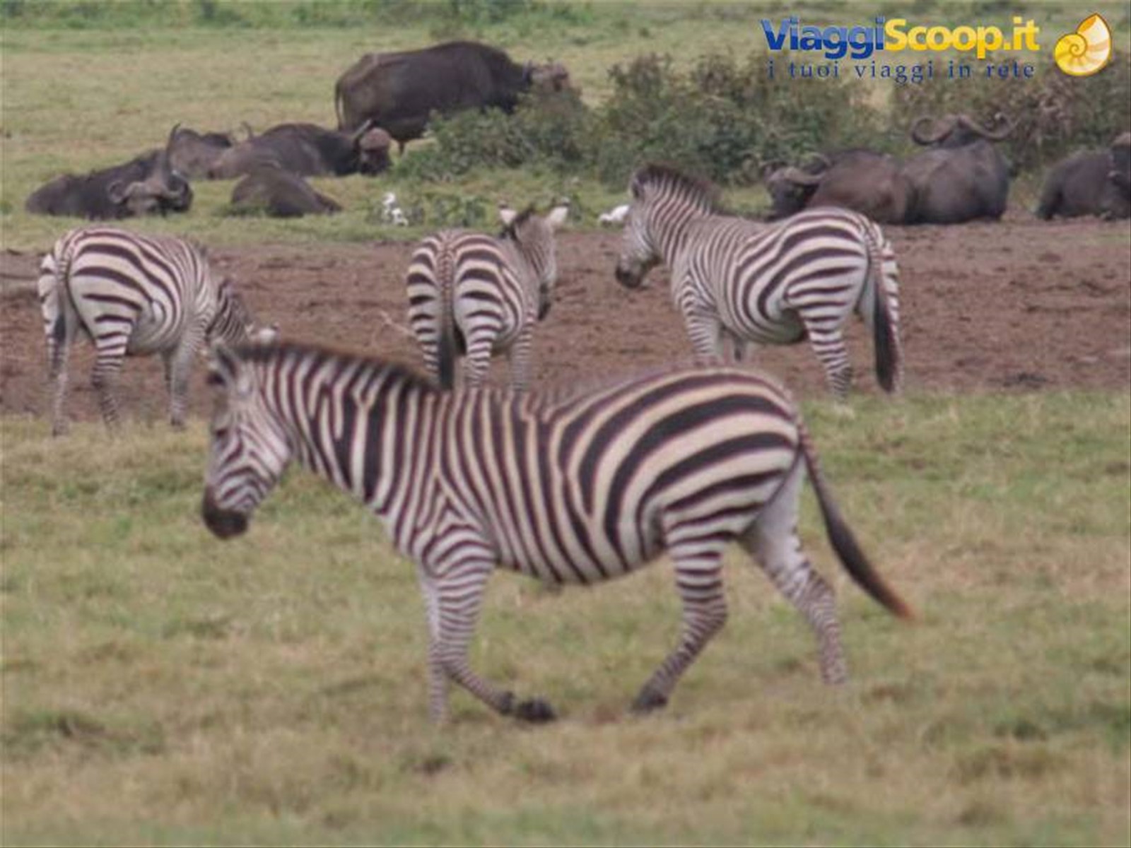 zebre
