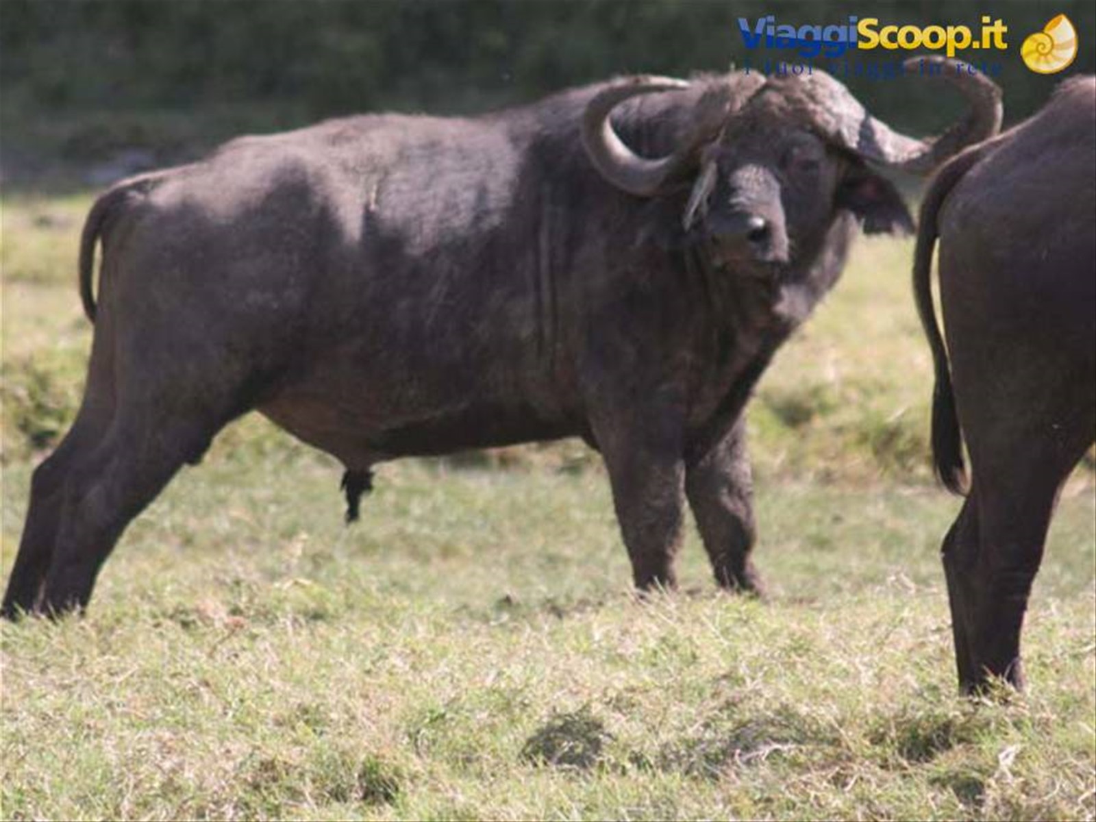 bufalo