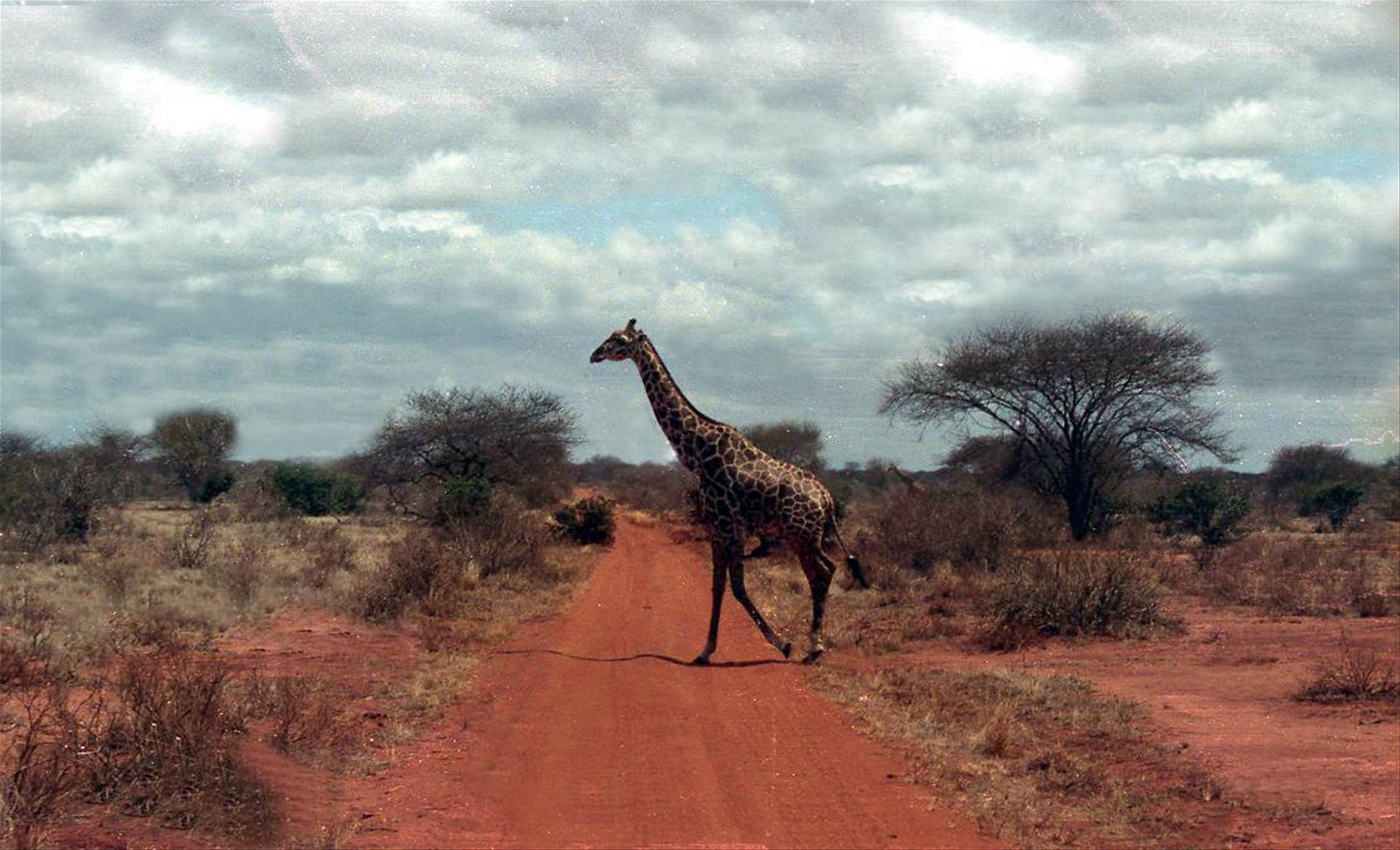 La maestosa giraffa