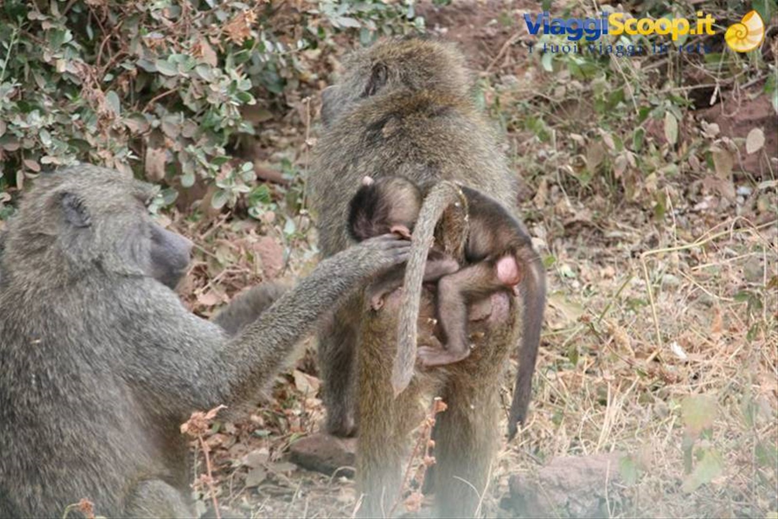 Foto di viaggio in TANZANIA