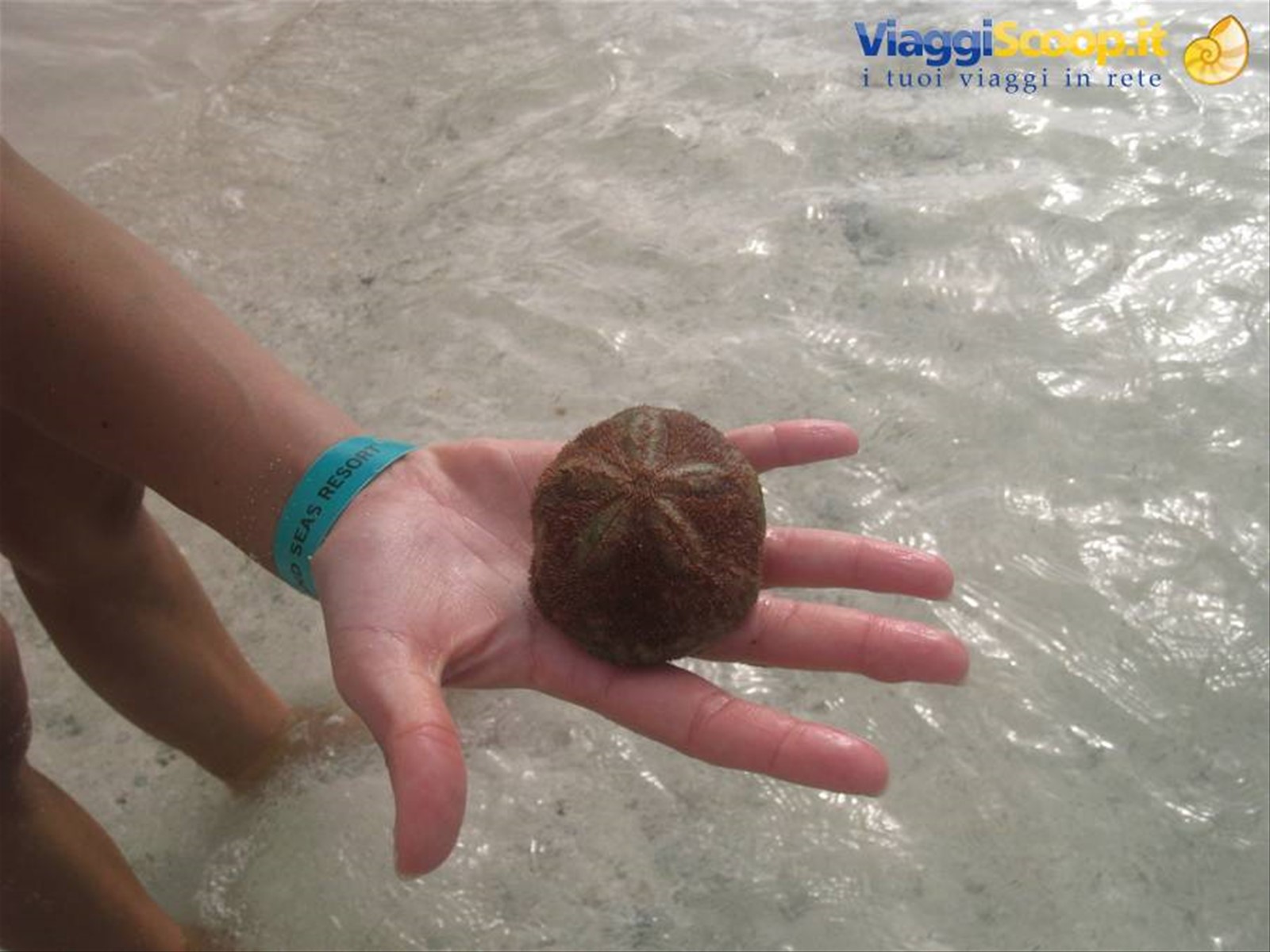 Foto di viaggio in BAHAMAS