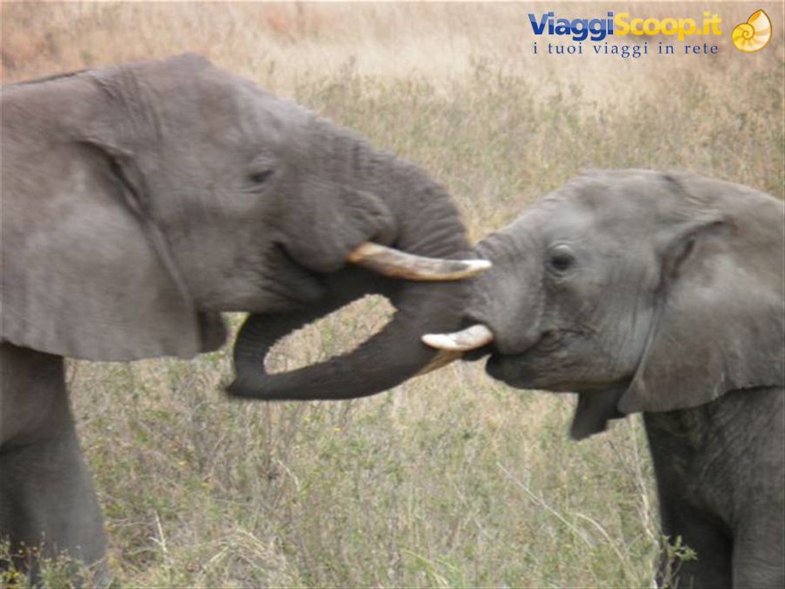 Serengeti