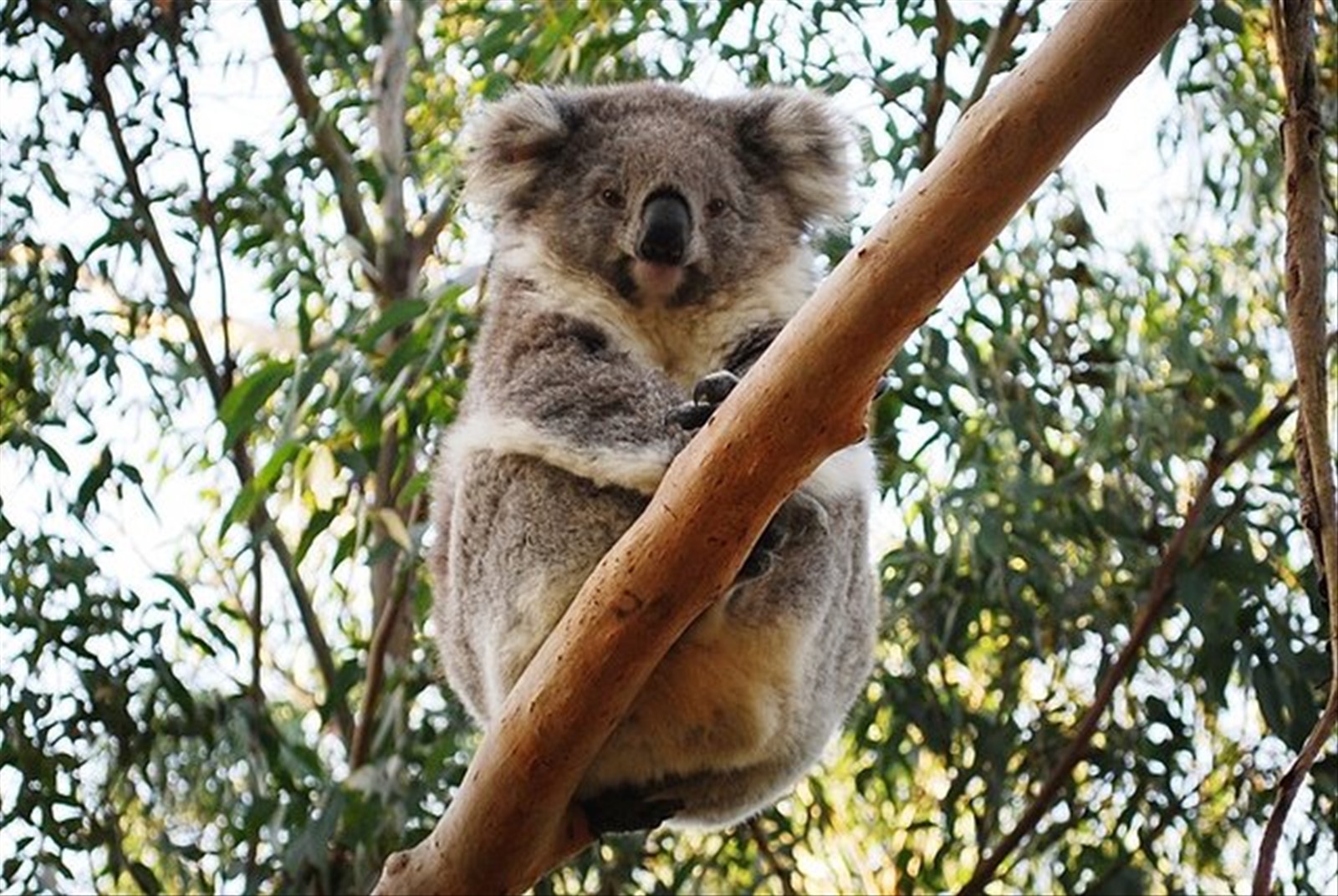 Foto di viaggio in AUSTRALIA