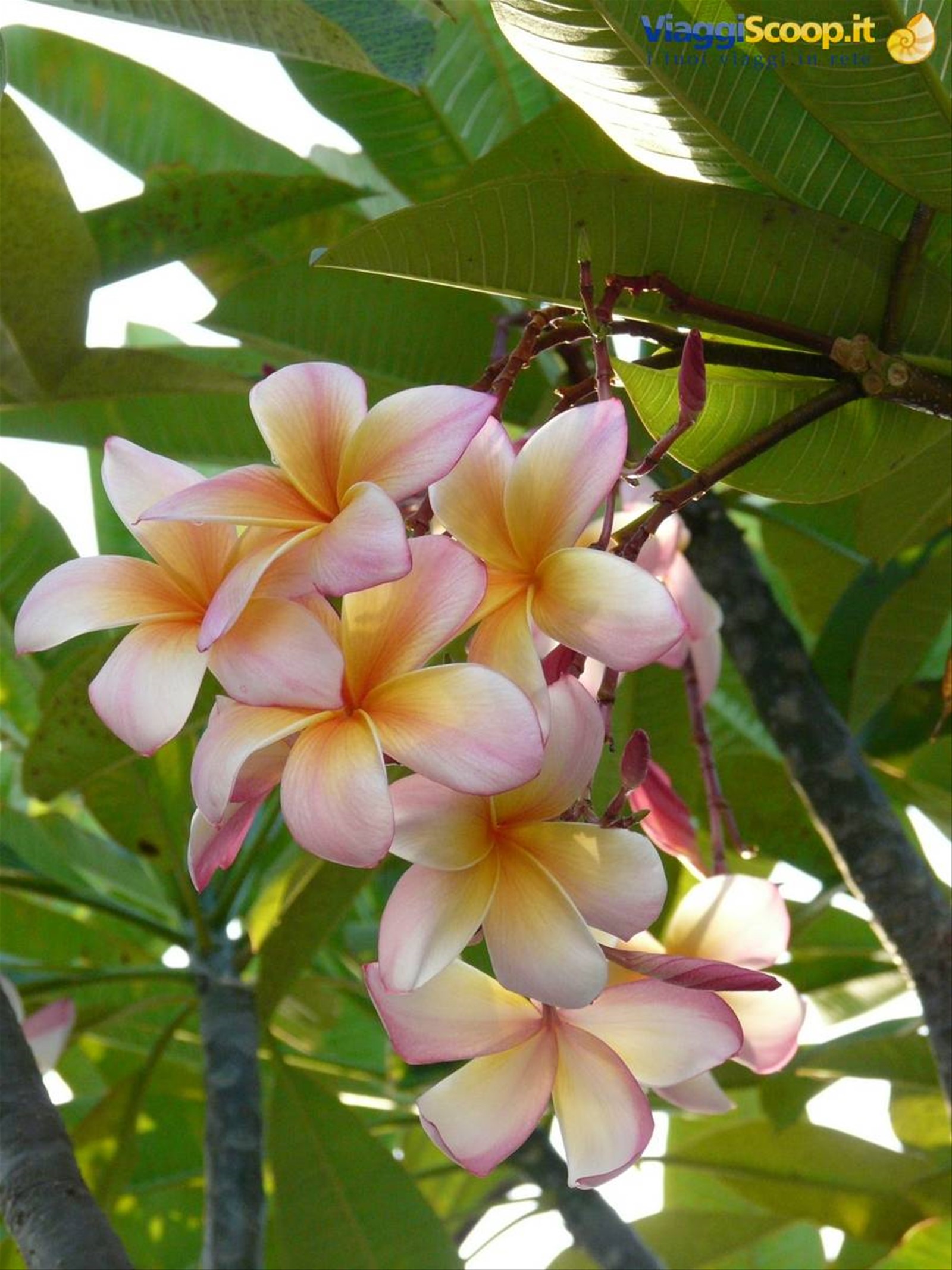 FIORI A vARADERO