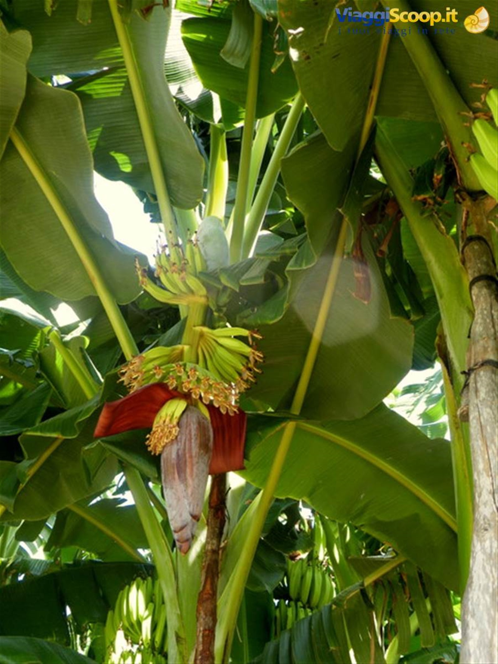 fiore di banano