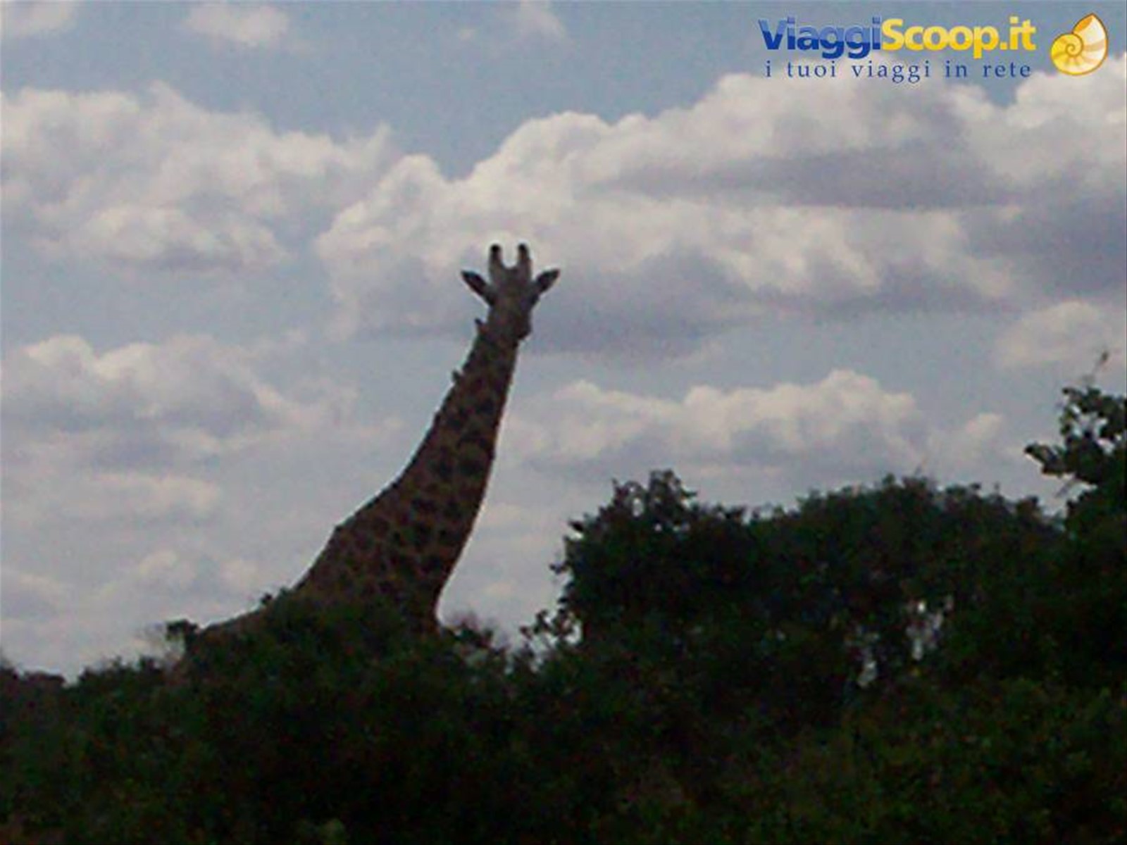 giraffa