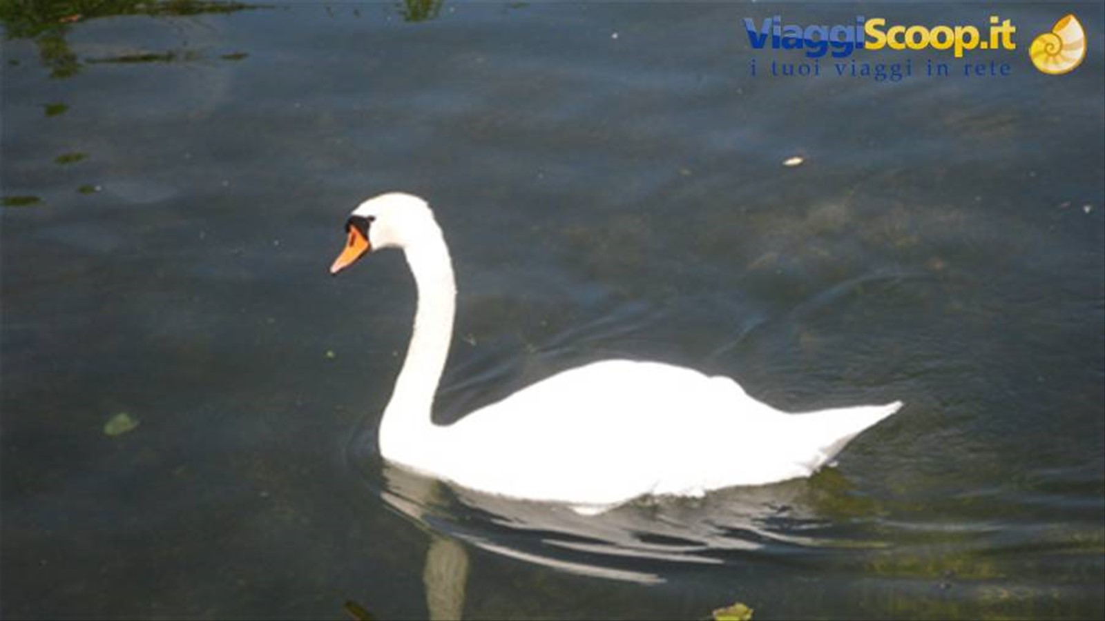 cigno reale