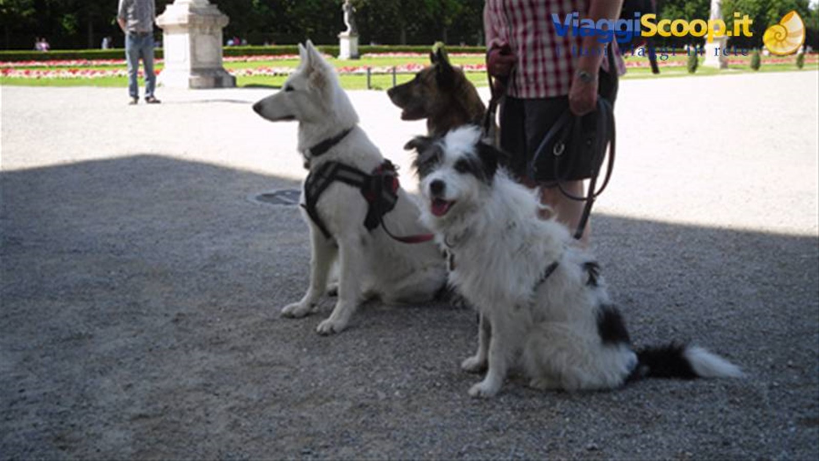 cane Julio a Nymphenburg
