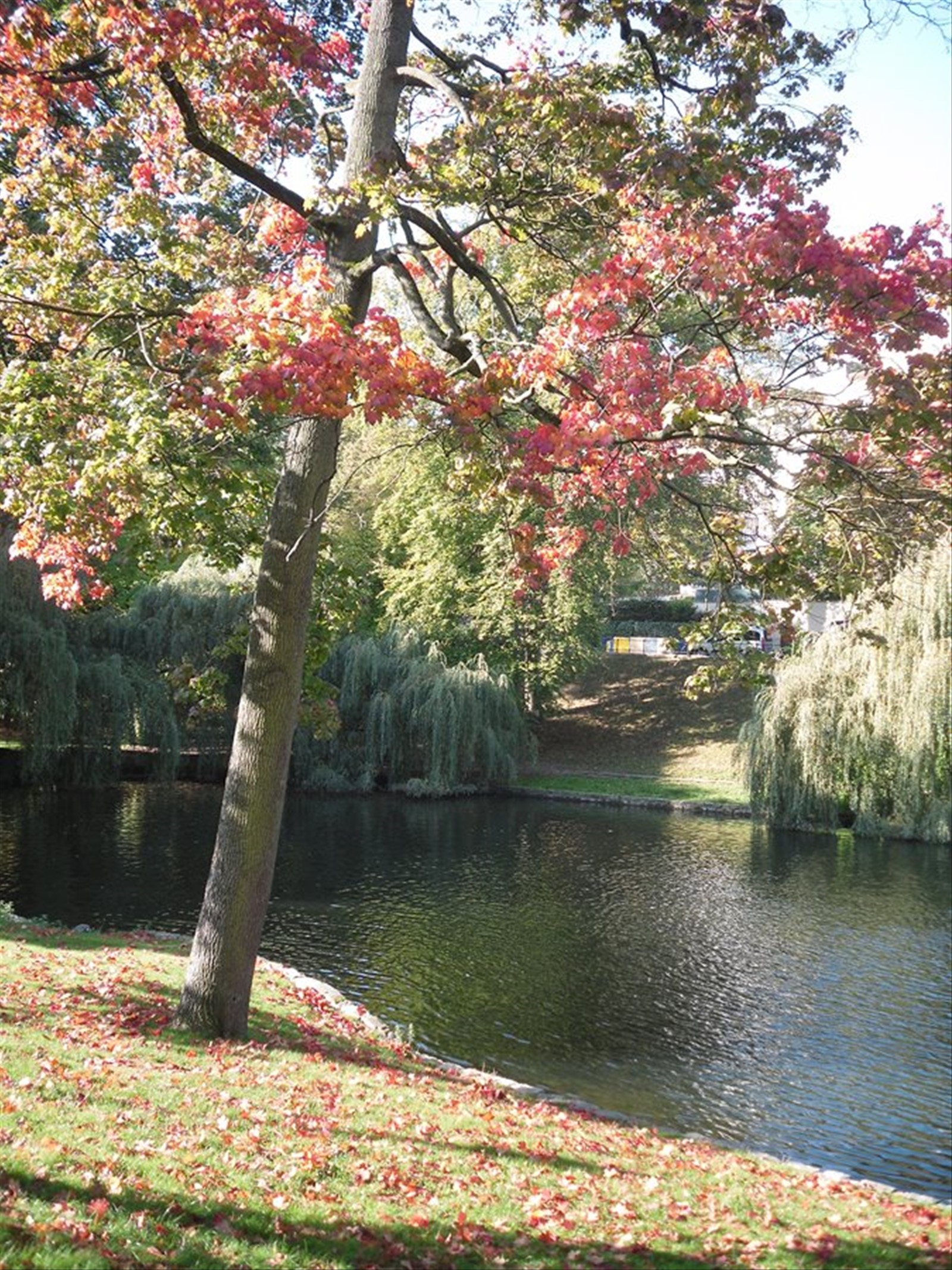 alberi autunnali Laghetti d'Ixelles