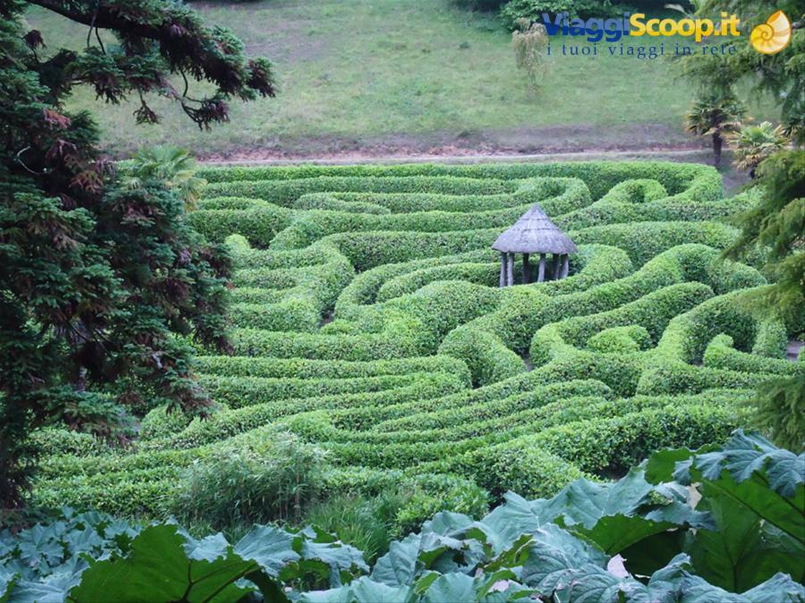 immagine del labirinto dei glendurgan gardens, vicino a st austell