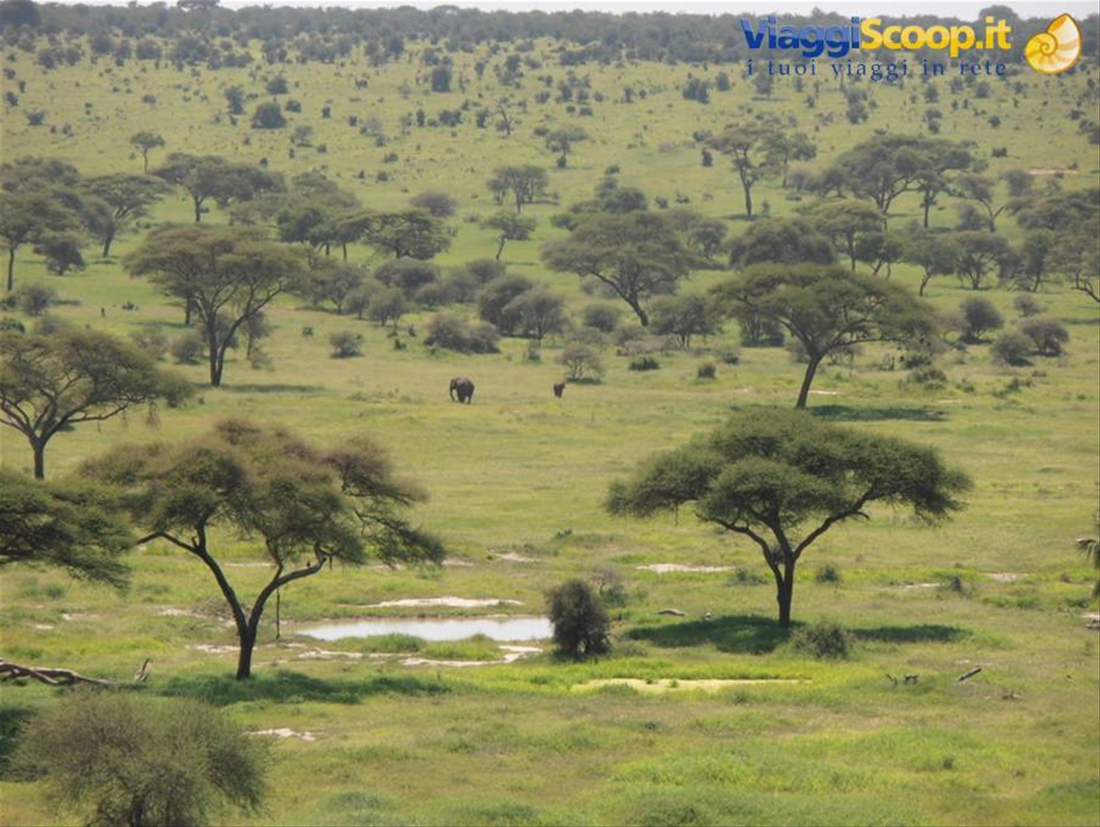 tarangire NP