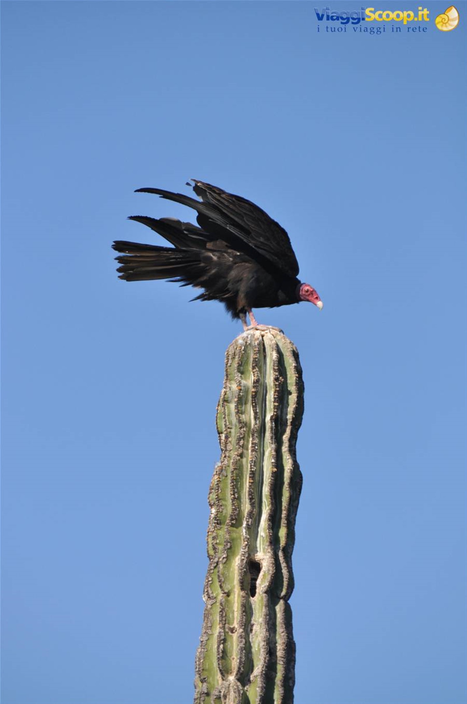 LORETO- CACTUS GIGANTI