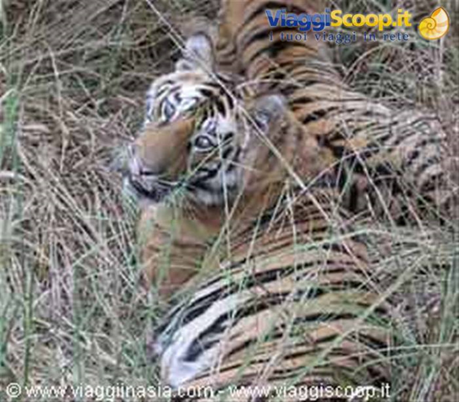 la tigre