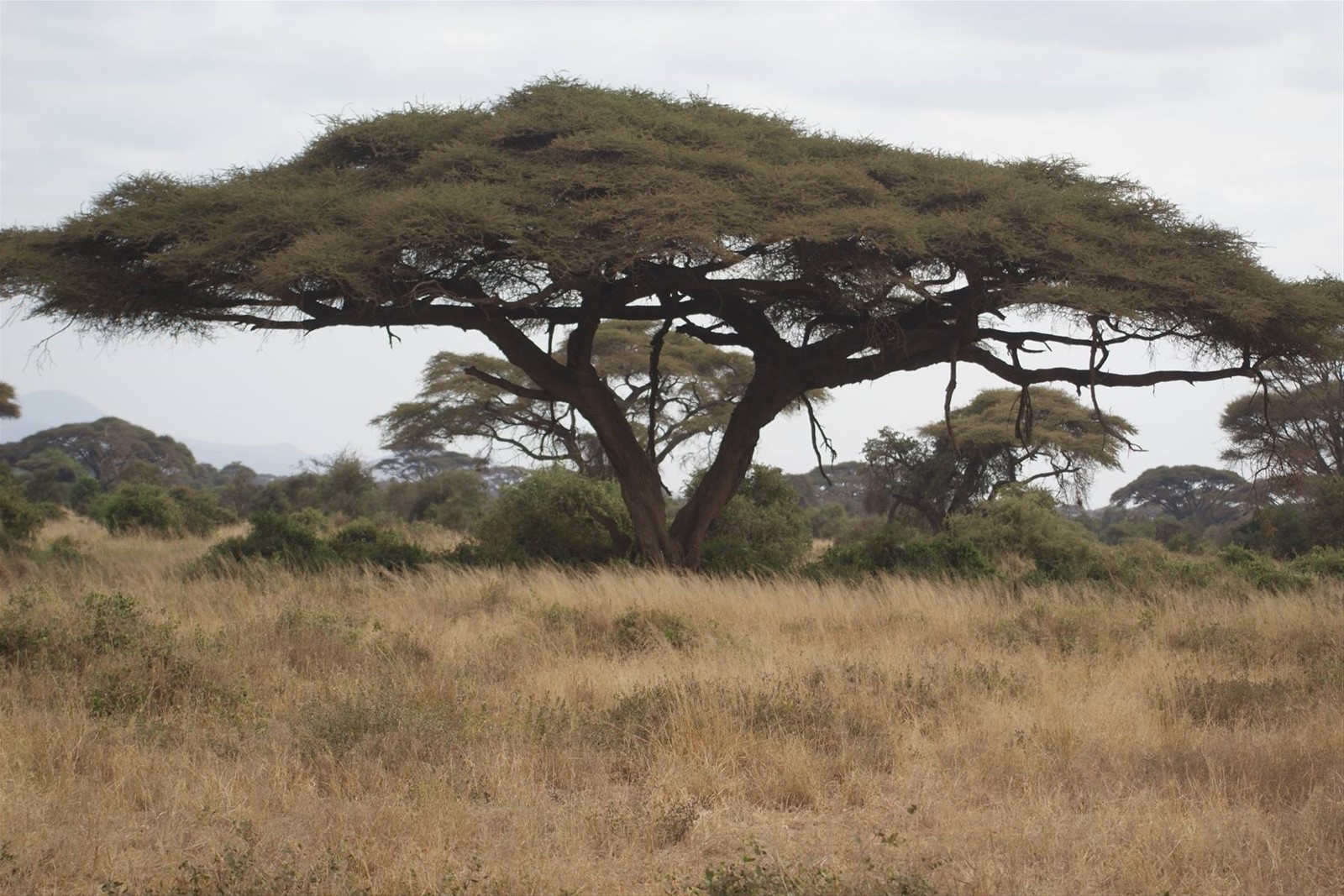 Foto di viaggio in KENYA
