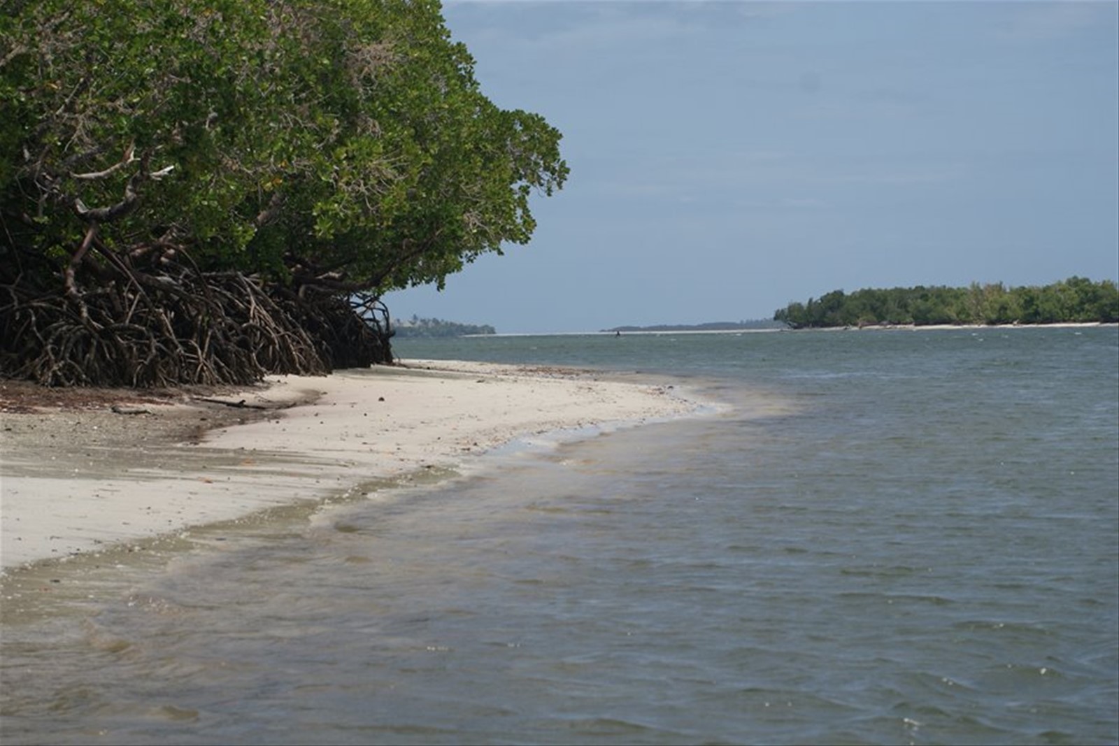Le mangrovie nel Safari Blu