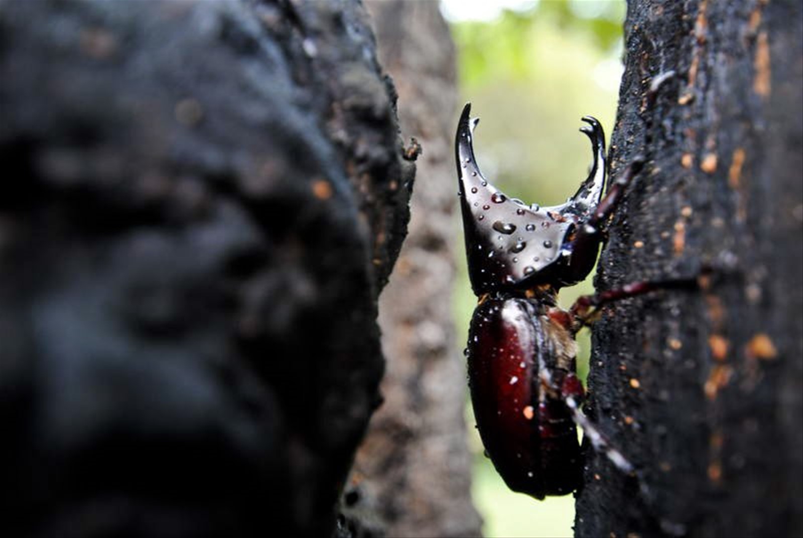 Scarabeo rinoceronte, Cambogia