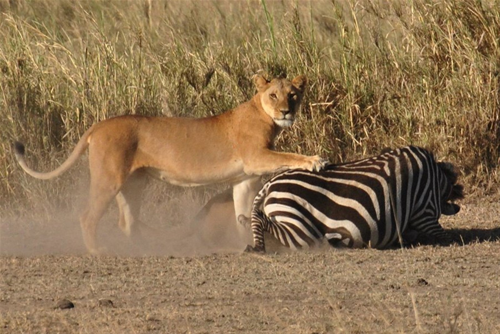 Leone e Zebra, Tanzania